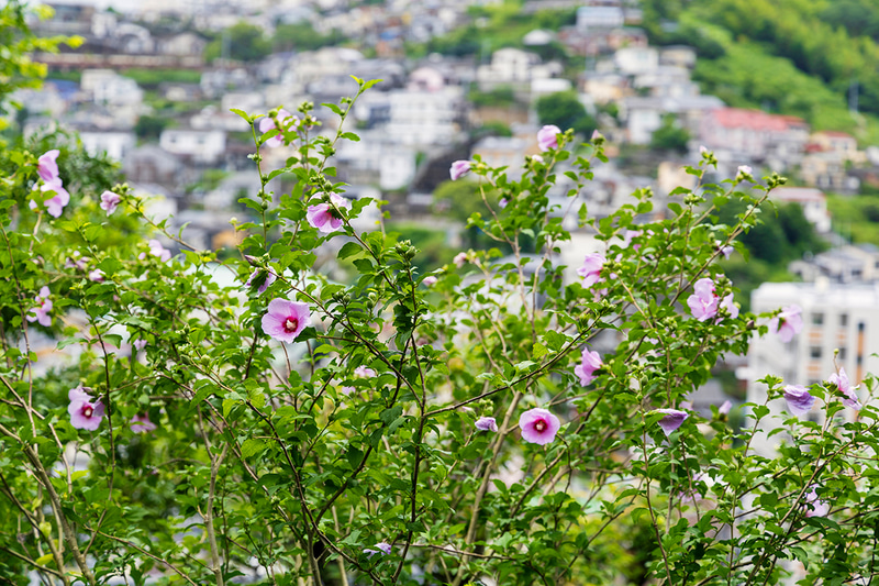 急こう配が多い長崎の斜面に立つ住宅群が圧巻だった。望遠側にズームして主題の花と背景の住宅が迫る。4.3倍のズームなら構図の自由度も高まる<br><span class="fnt-85">EOS R8／RF24-105mm F4 L IS USM／79mm／マニュアル露出（F5、1/500秒）／ISO 100／WB：オート</span>