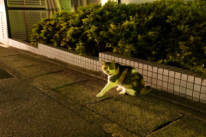 長崎では猫に合う機会がとても多かった。夜の散策中にカメラを向けると、人懐っこい表情を返してくれる。実際はかなり暗かったが、そんな中でも被写体検出を利用して素早くピントを合わせられた<br><span class="fnt-85">EOS R8／RF35mm F1.8 MACRO IS STM／35mm／マニュアル露出（F2.8、1/40秒）／ISO 12800／WB：くもり</span>