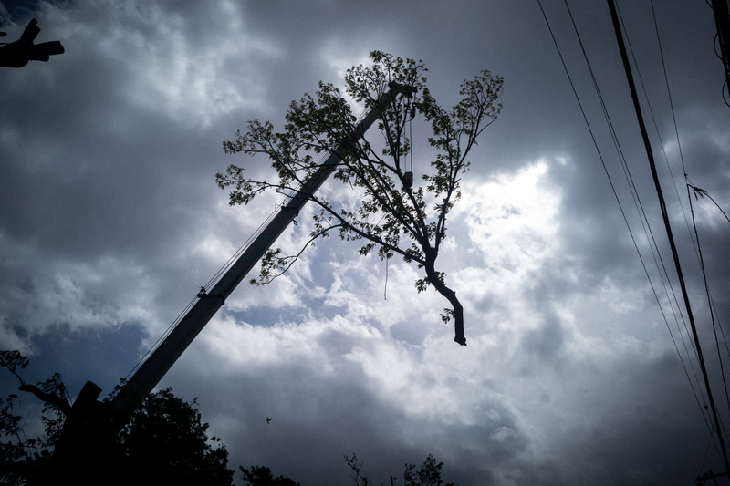 空飛ぶ木。大きな庭木を剪定しているところに偶然出会いました。逆光条件ですけど、問題ない写りをしました。雲の階調の再現性もいい感じで驚きです<br>ライカM10-P／Elmar 3.5cm F3.5／絞り優先AE（F9・1/4,000秒）／ISO 400