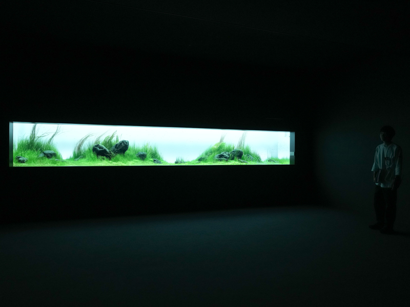 幅7mの水槽を使ったネイチャーアクアリウム