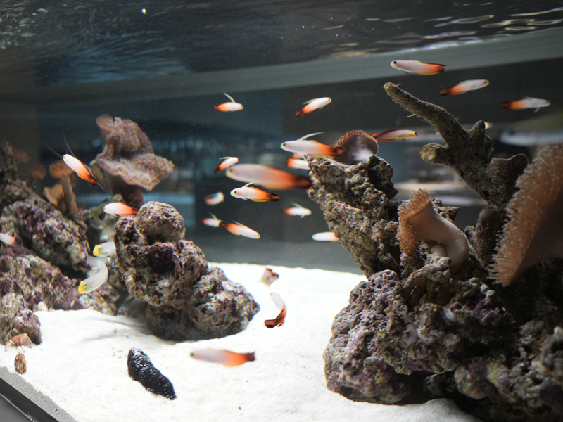 5階「観察と発見の部屋」にて。暗いほどシャッタースピードが落ちて撮影は難しくなる。明るいエリアであれば撮りやすい