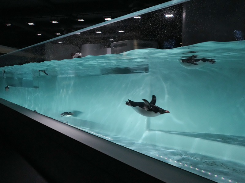 6階にあるキタイワトビペンギンの水槽。水しぶきが飛んでくる近さ