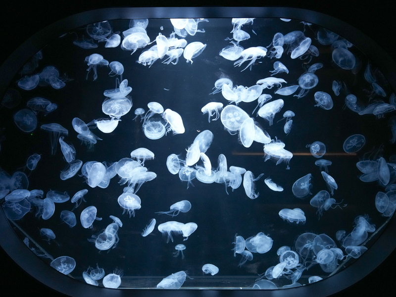 6階「プランクトンルーム」。展示そのものが美しく作られているので、自動的にバエる