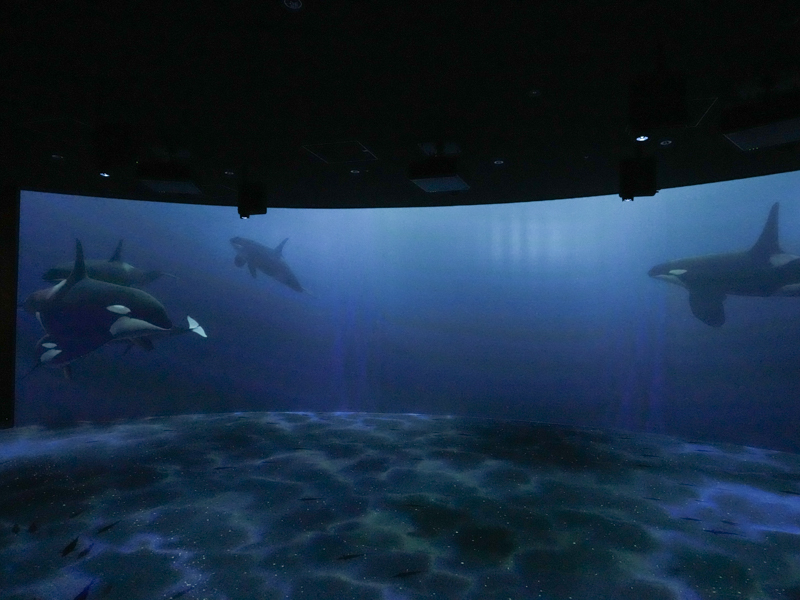 6階「ブルールーム」にある幅20mのスクリーン。知床の海がテーマ。足元まで映像が投影される