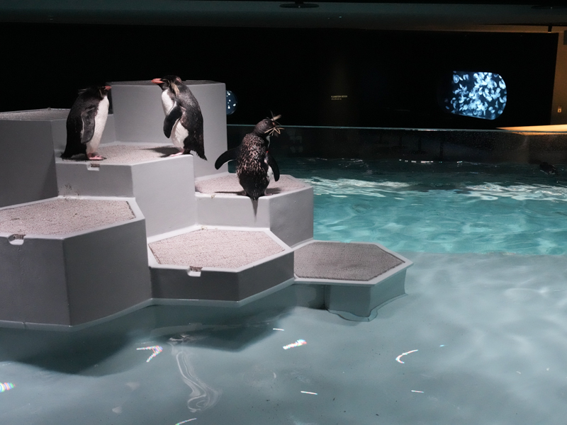 6階のペンギン水槽を上から。陸の部分は六角形のブロックを組み合わせていて、形を変えられる。珍しい仕組みだという