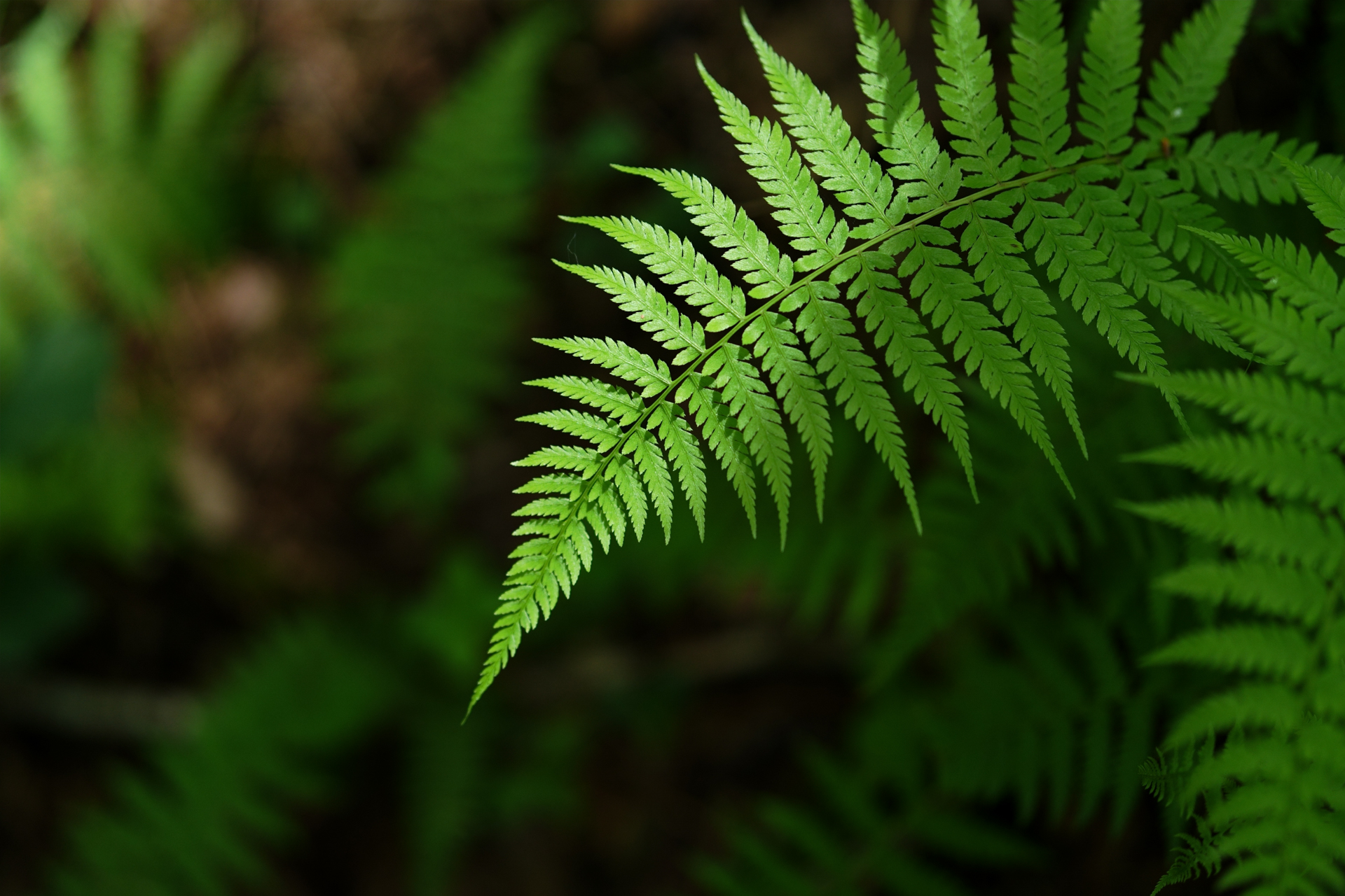 α6700／FE 50mm F1.4 GM／50mm（75mm相当）／絞り優先AE（F1.4・1/500秒・-1.7EV）／ISO 100