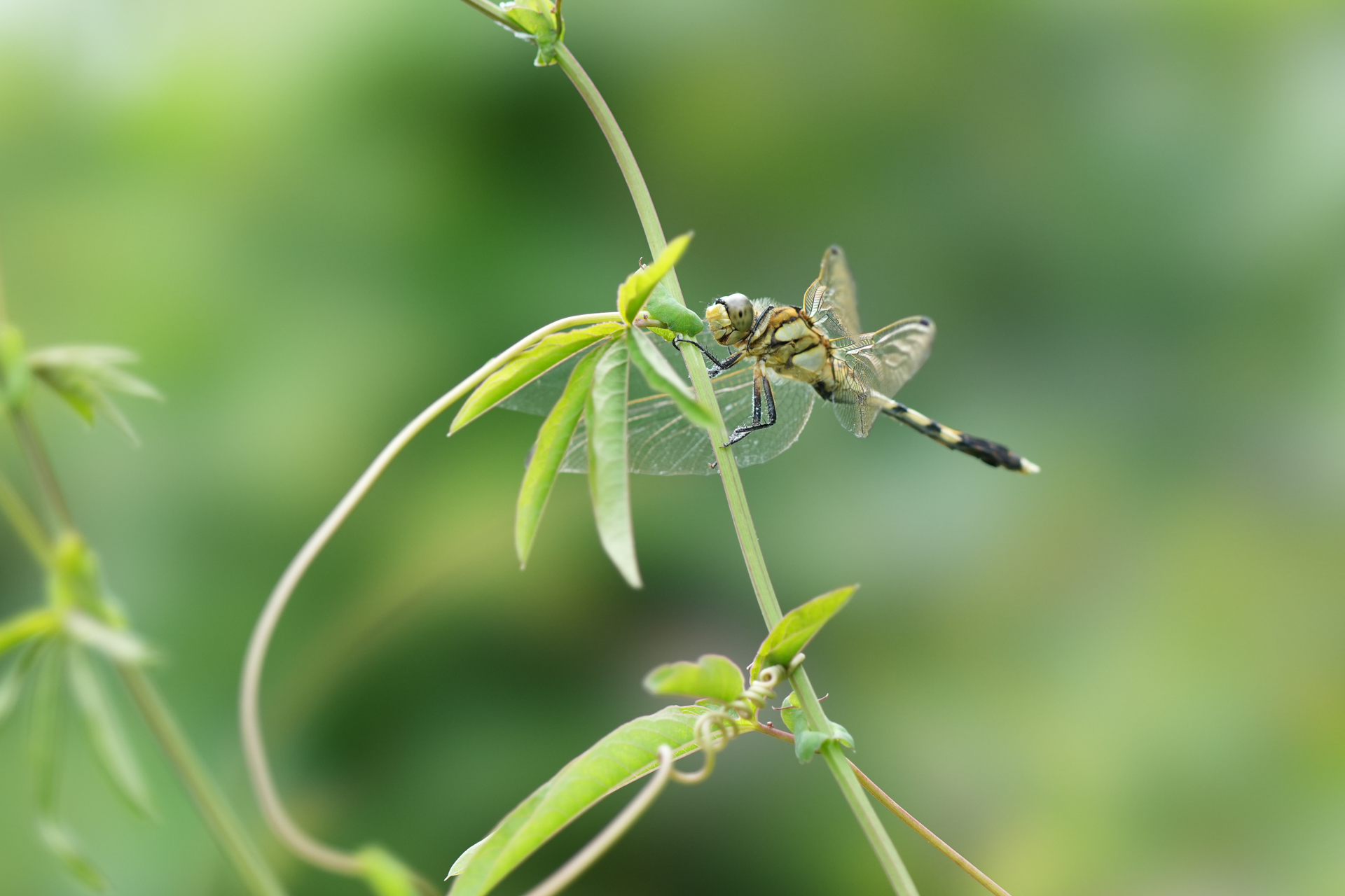 α6700／FE 100mm F2.8 STF GM OSS／100mm（150mm相当）／絞り優先AE（F5.6・1/320秒・+0.3EV）／ISO 400