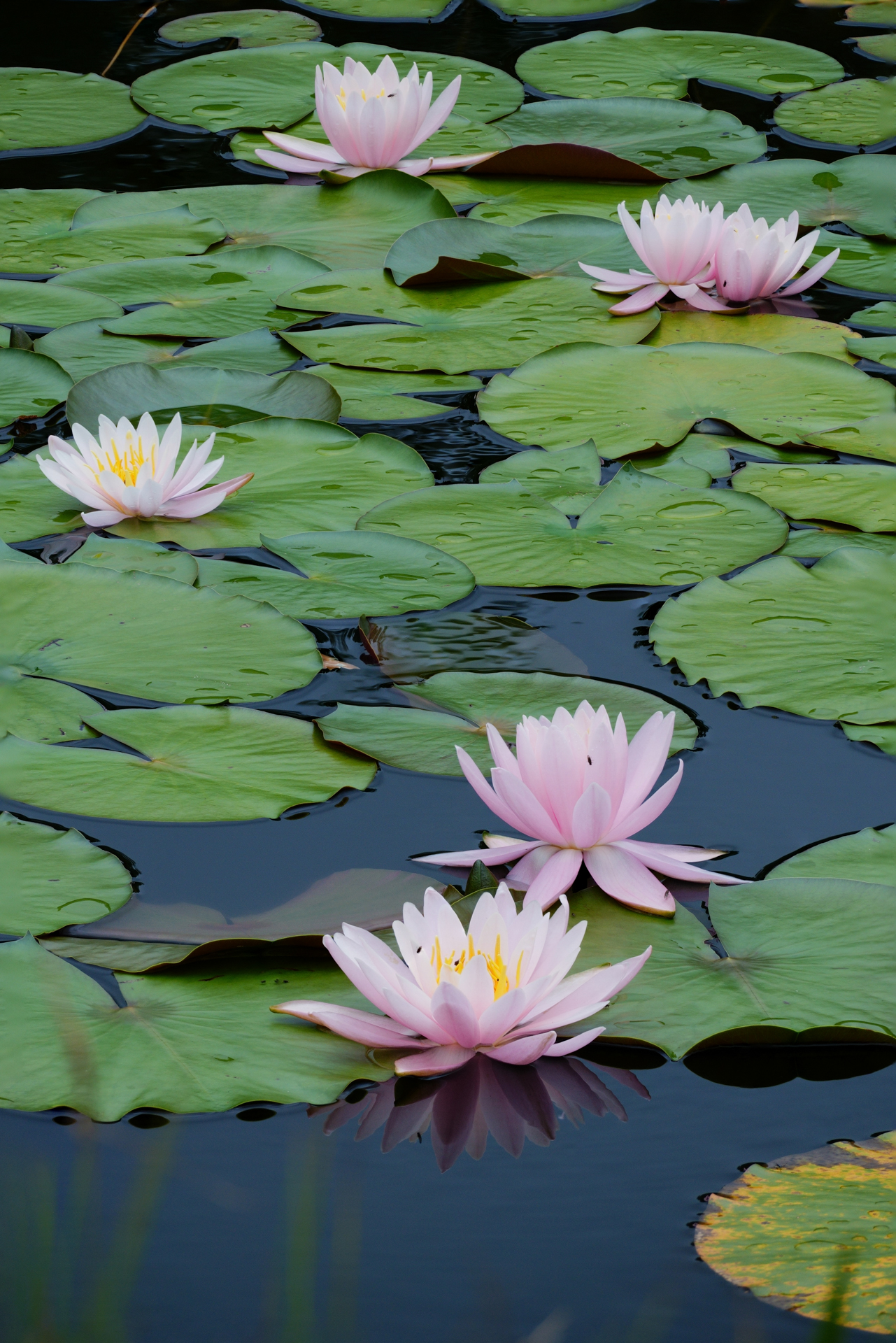 α6700／E 70-350mm F4.5-6.3 G OSS／255mm（382mm相当）／絞り優先AE（F8・1/400秒・±0EV）／ISO 200／（フォーカスブラケット機能で15枚撮影したデータをPCで深度合成）