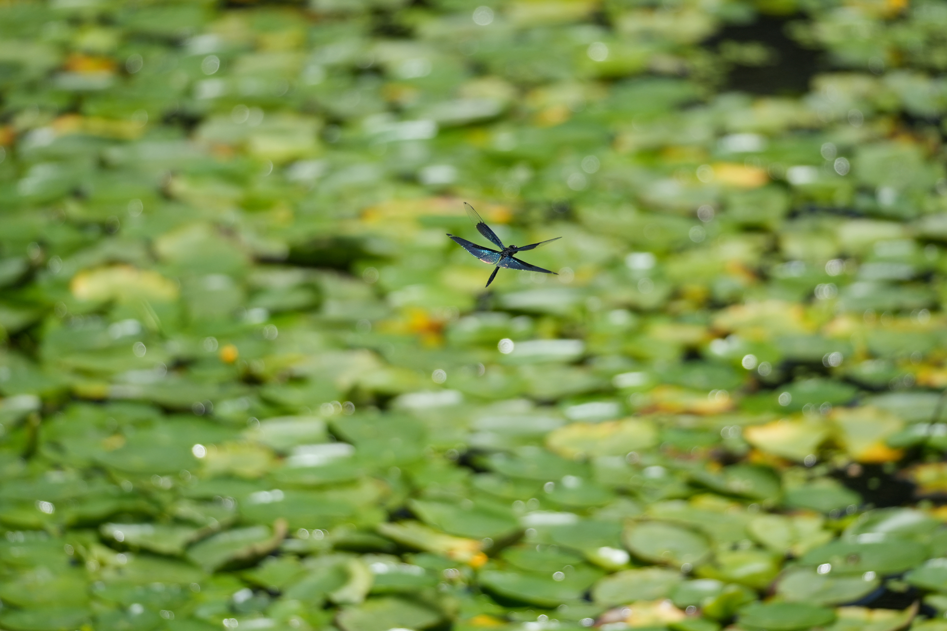 α6700／E 70-350mm F4.5-6.3 G OSS／179mm（268mm相当）／絞り優先AE（F5.6・1/2,000秒・±0EV）／ISO 400