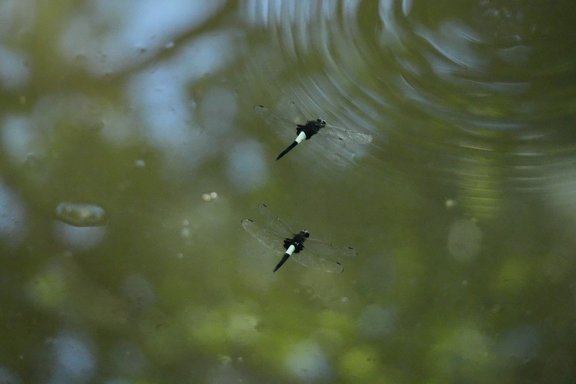 α6700／E 70-350mm F4.5-6.3 G OSS／188mm（282mm相当）／絞り優先AE（F5.6・1/2,000秒・-1.0EV）／ISO 12800