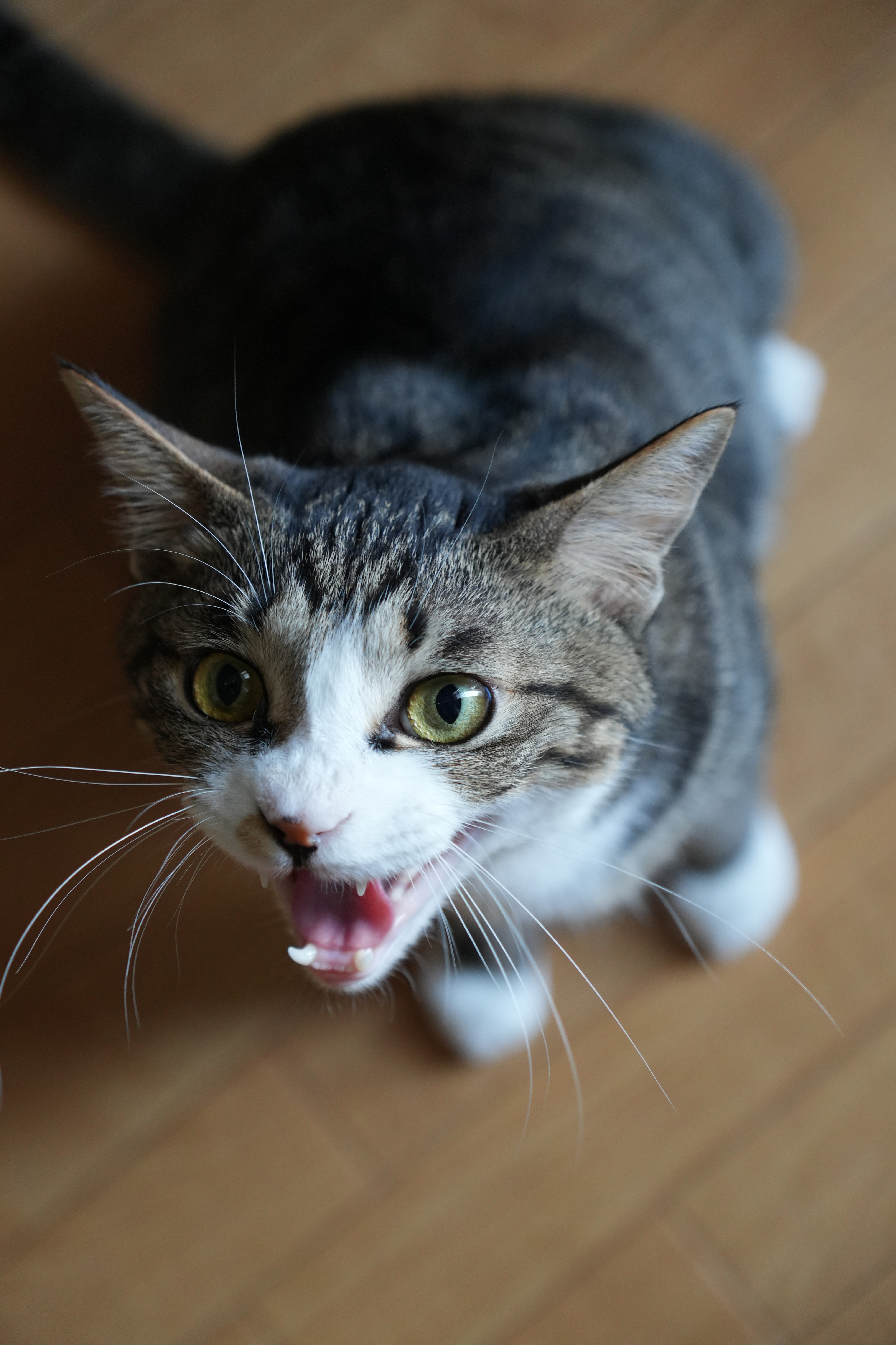 α6700／E 16-55mm F2.8 G／55mm（82mm相当）／絞り優先AE（1/100秒・F2.8・-0.3EV）／ISO 800／WB：オート