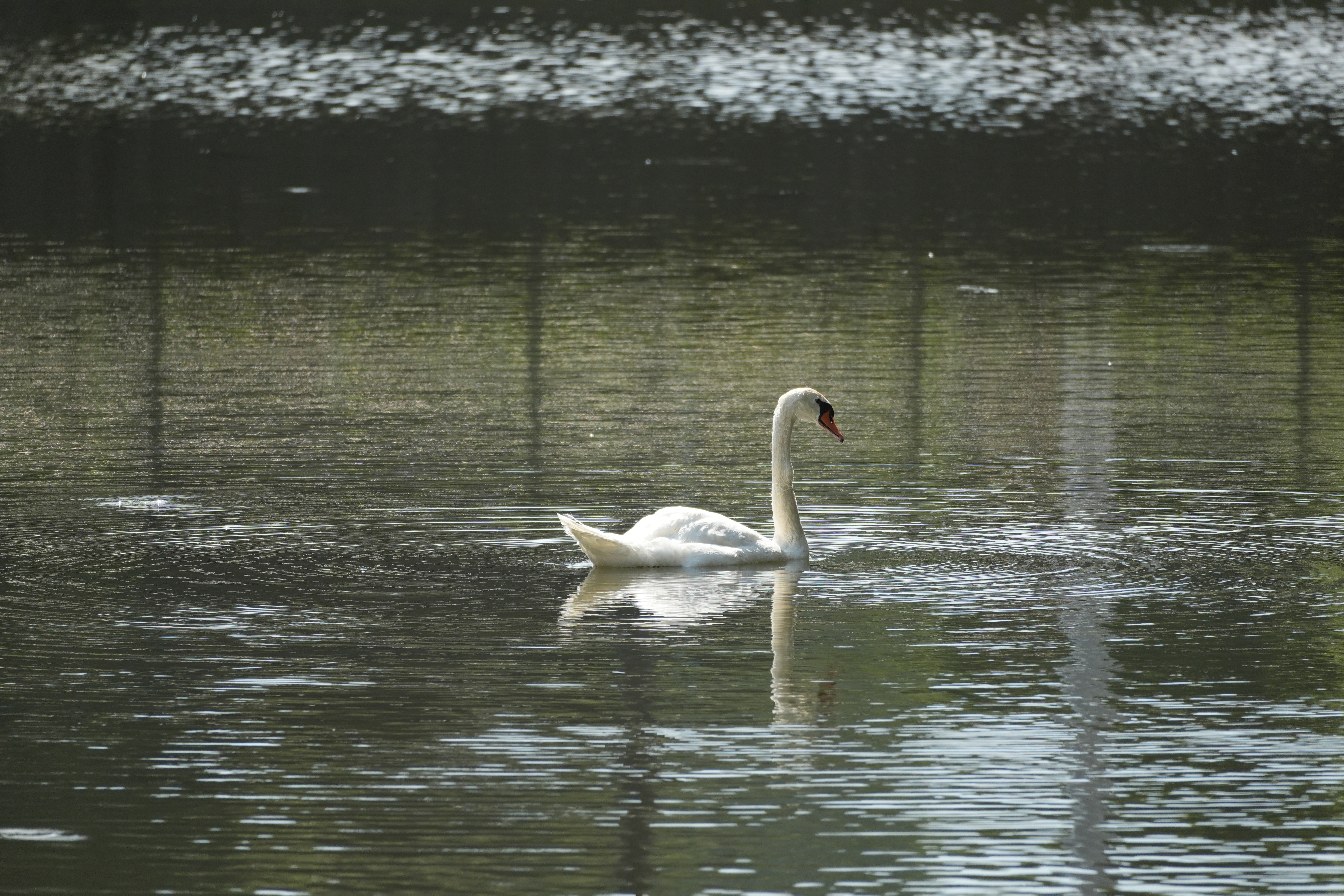 α6700／E 70-350mm F4.5-6.3 G OSS／350mm（525mm相当）／絞り優先AE（1/800秒・F6.3・-0.3EV）／ISO 400／WB：オート