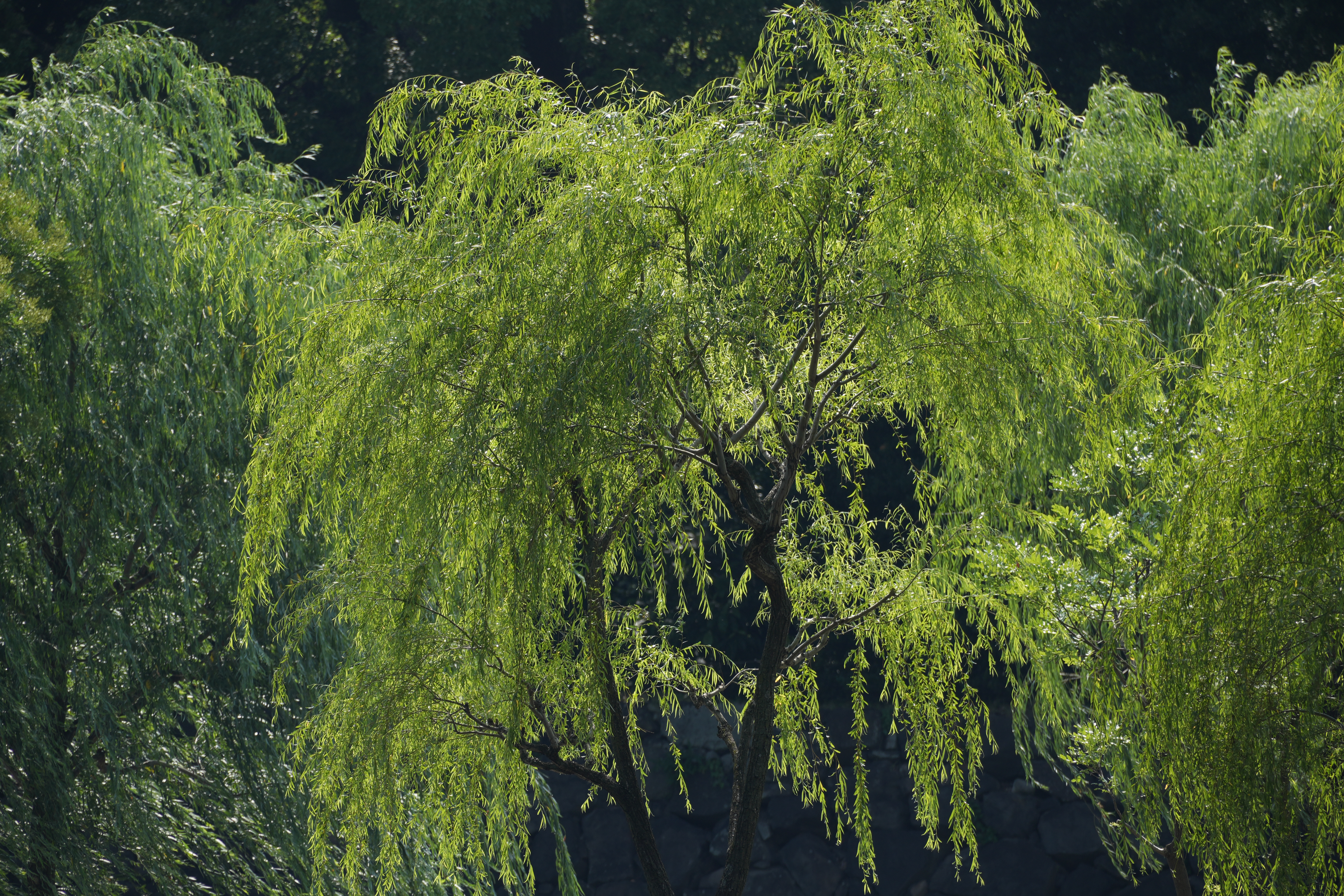 α6700／E 70-350mm F4.5-6.3 G OSS／350mm（525mm相当）／絞り優先AE（1/160秒・F8・-0.3EV）／ISO 100／WB：オート