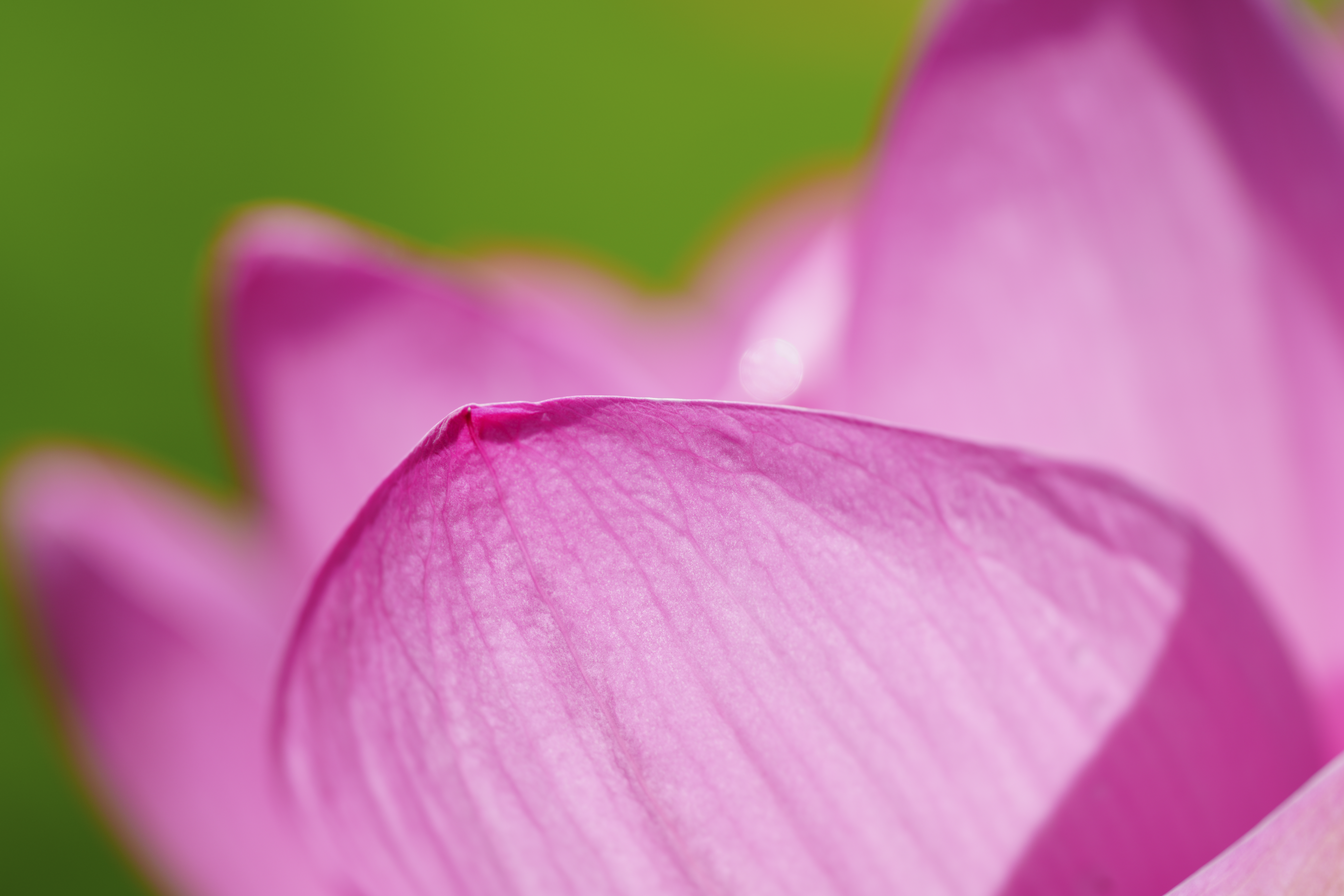 α7R V／FE 70-200mm F4 Macro G OSS II／200mm／絞り優先AE（1/500秒、F4.0、+1.0EV）／ISO 100