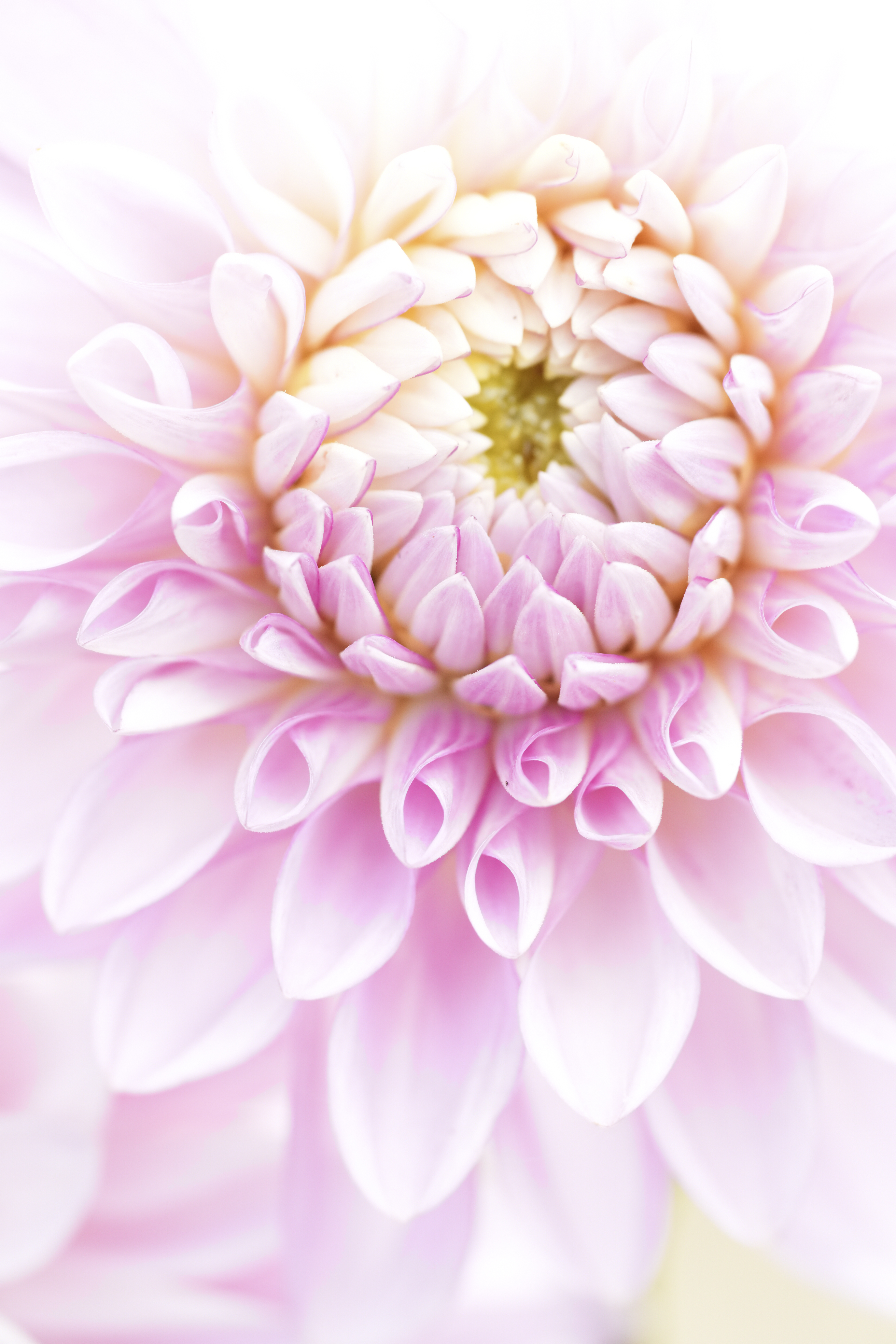 α7R V／FE 70-200mm F4 Macro G OSS II／200mm／絞り優先AE（1/250秒、F4.0、+2.3EV）／ISO 1250