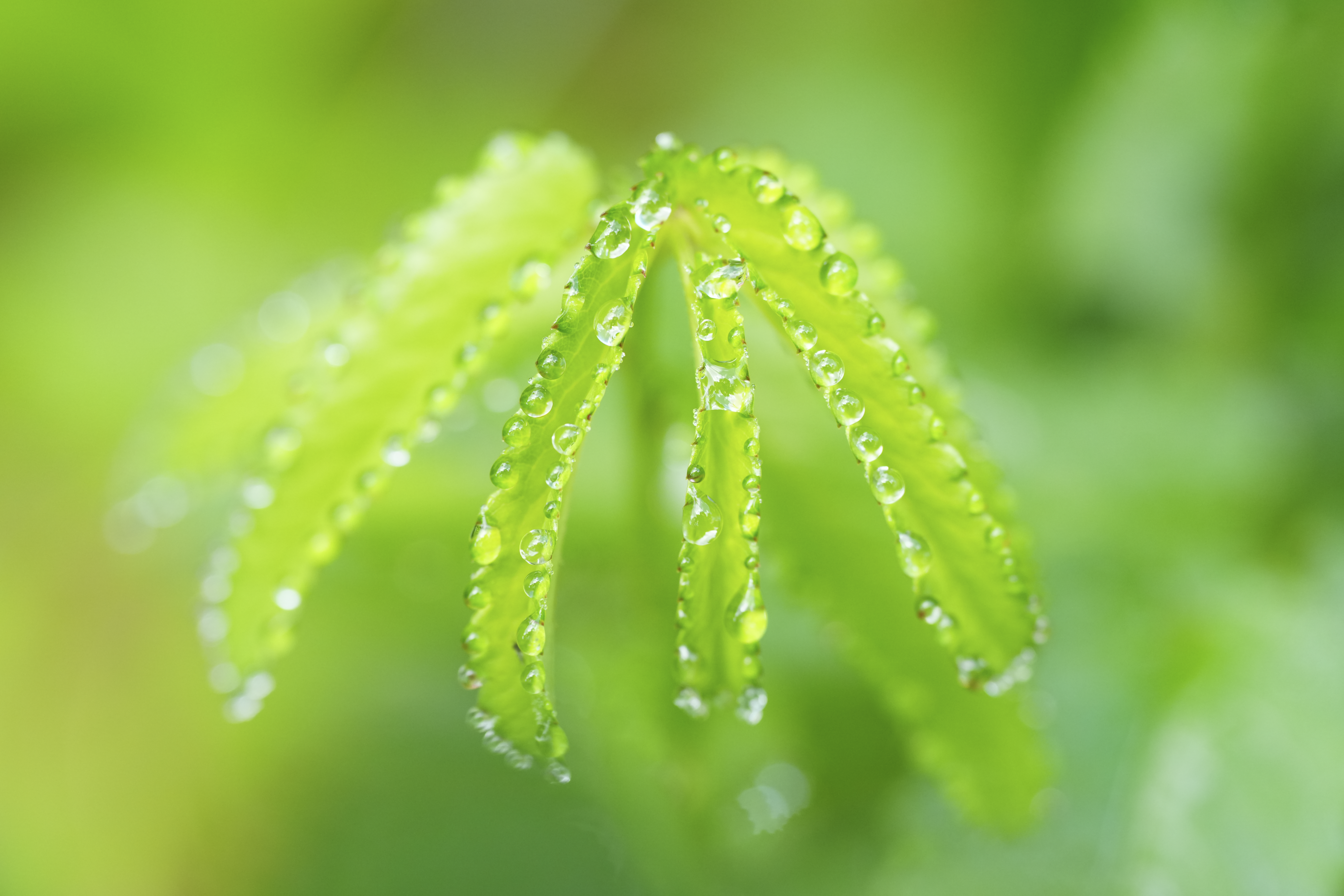 α7R V／FE 70-200mm F4 Macro G OSS II／200mm／絞り優先AE（1/250秒、F4.0、+1.0EV）／ISO 1250