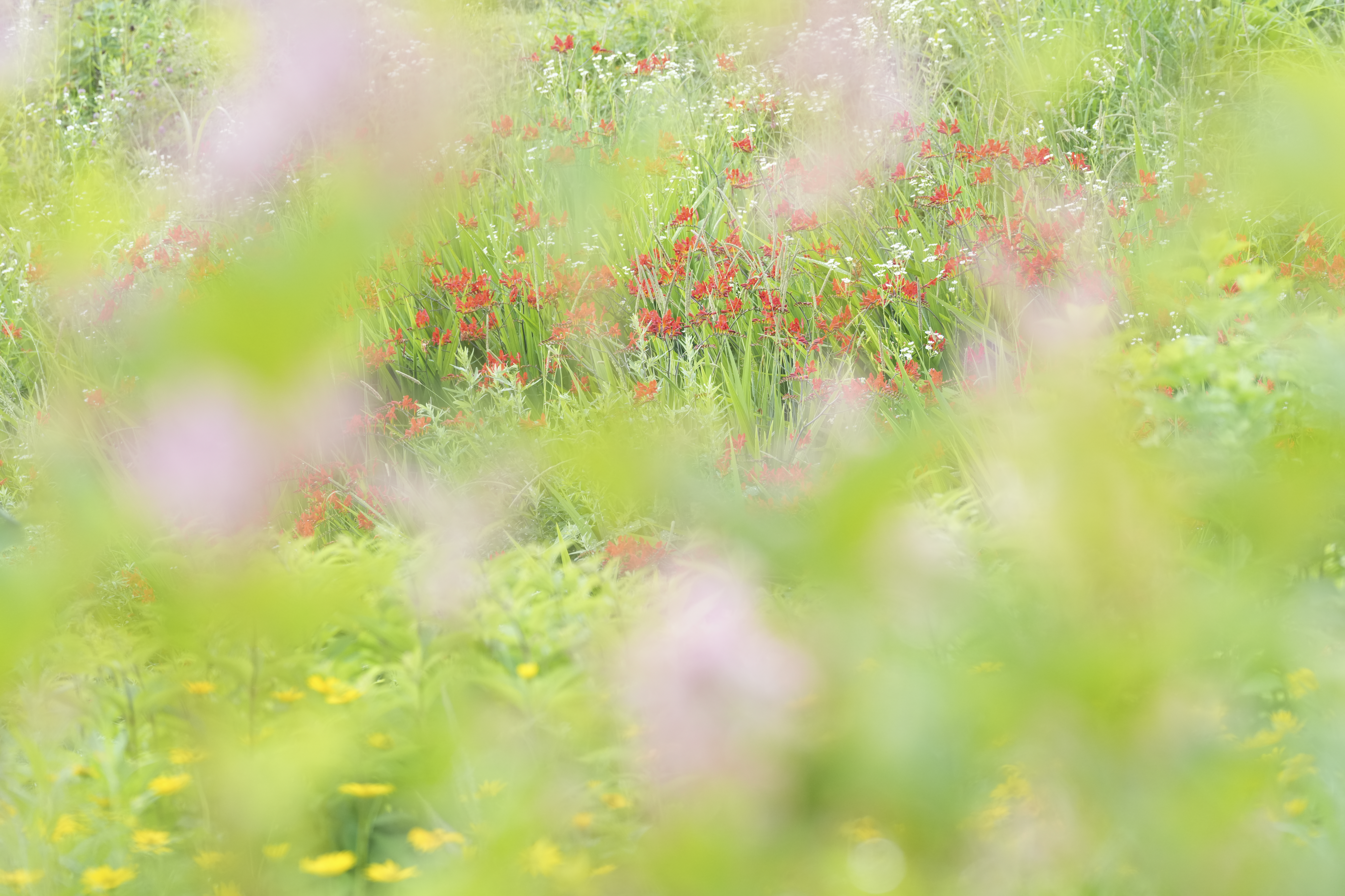 α7R V／FE 70-200mm F4 Macro G OSS II／200mm／絞り優先AE（1/250秒、F5.6、+1.3EV）／ISO 800