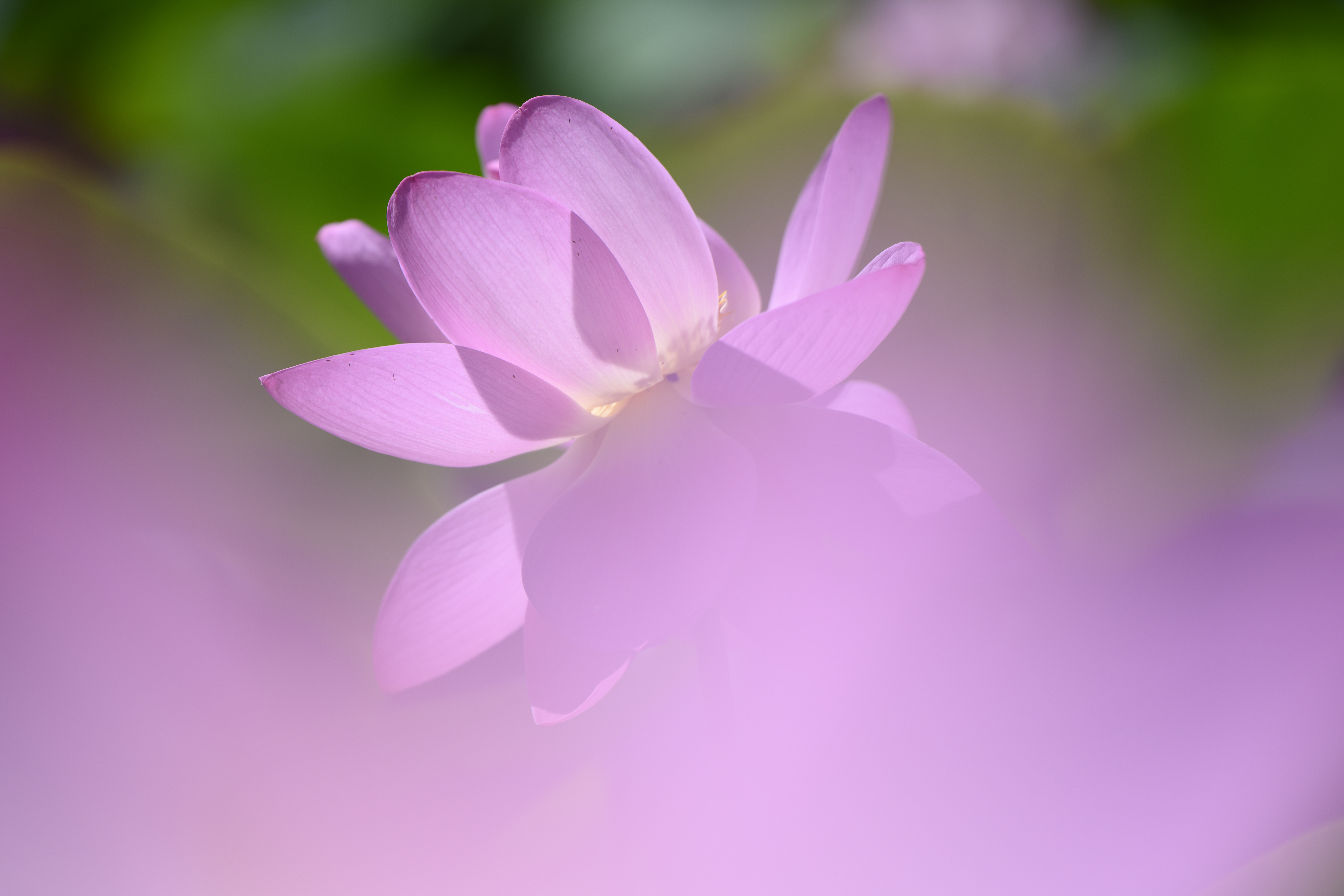 Z 7II／NIKKOR Z 70-180mm f/2.8／180mm／絞り優先AE（1/2,000秒、F2.8、+0.7EV）／ISO 100