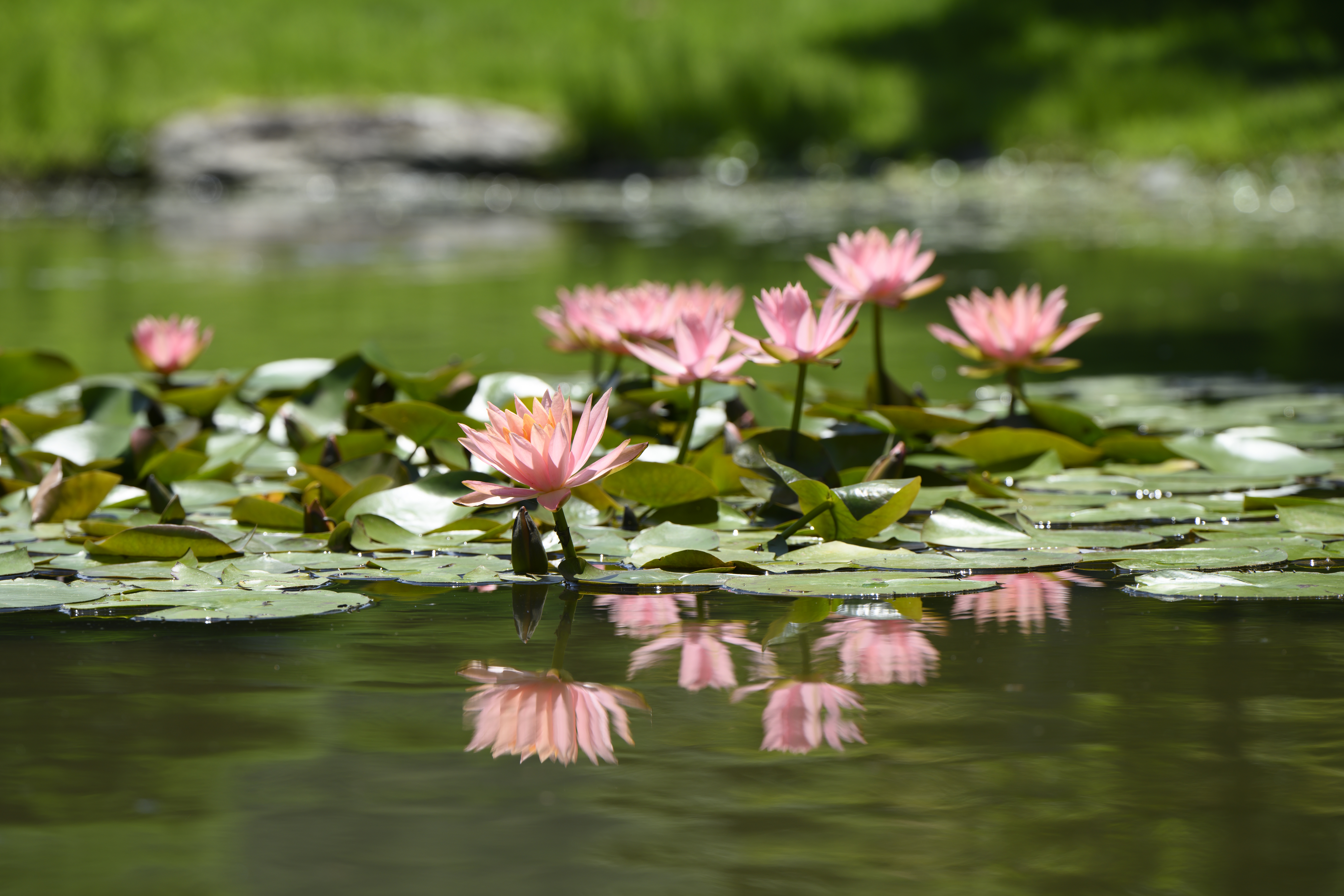 Z 7II／NIKKOR Z 70-180mm f/2.8／180mm／絞り優先AE（1/500秒、F5.6、±0.0EV）／ISO 100