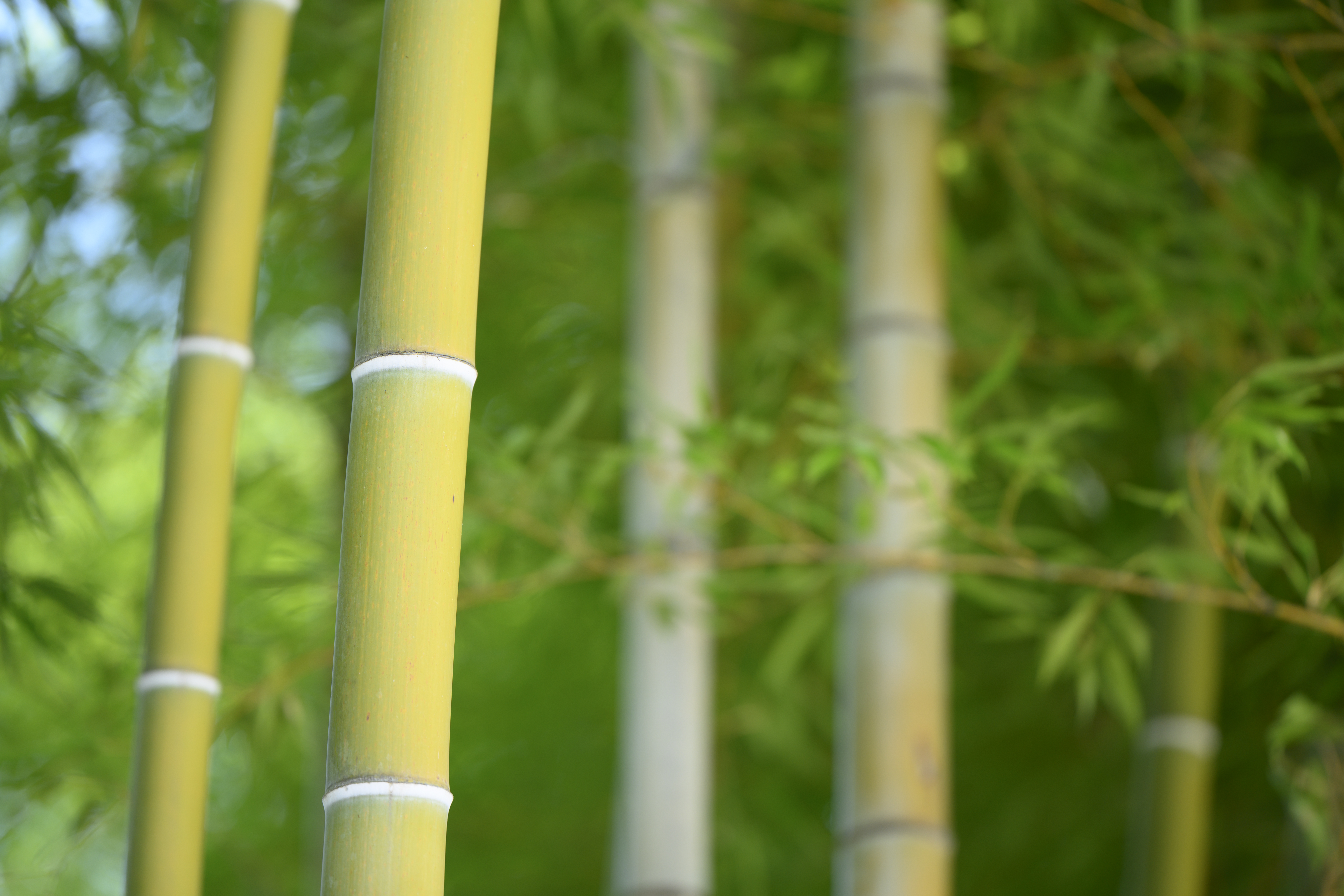 Z 7II／NIKKOR Z 70-180mm f/2.8／180mm／絞り優先AE（1/200秒、F3.2、+1.0EV）／ISO 160