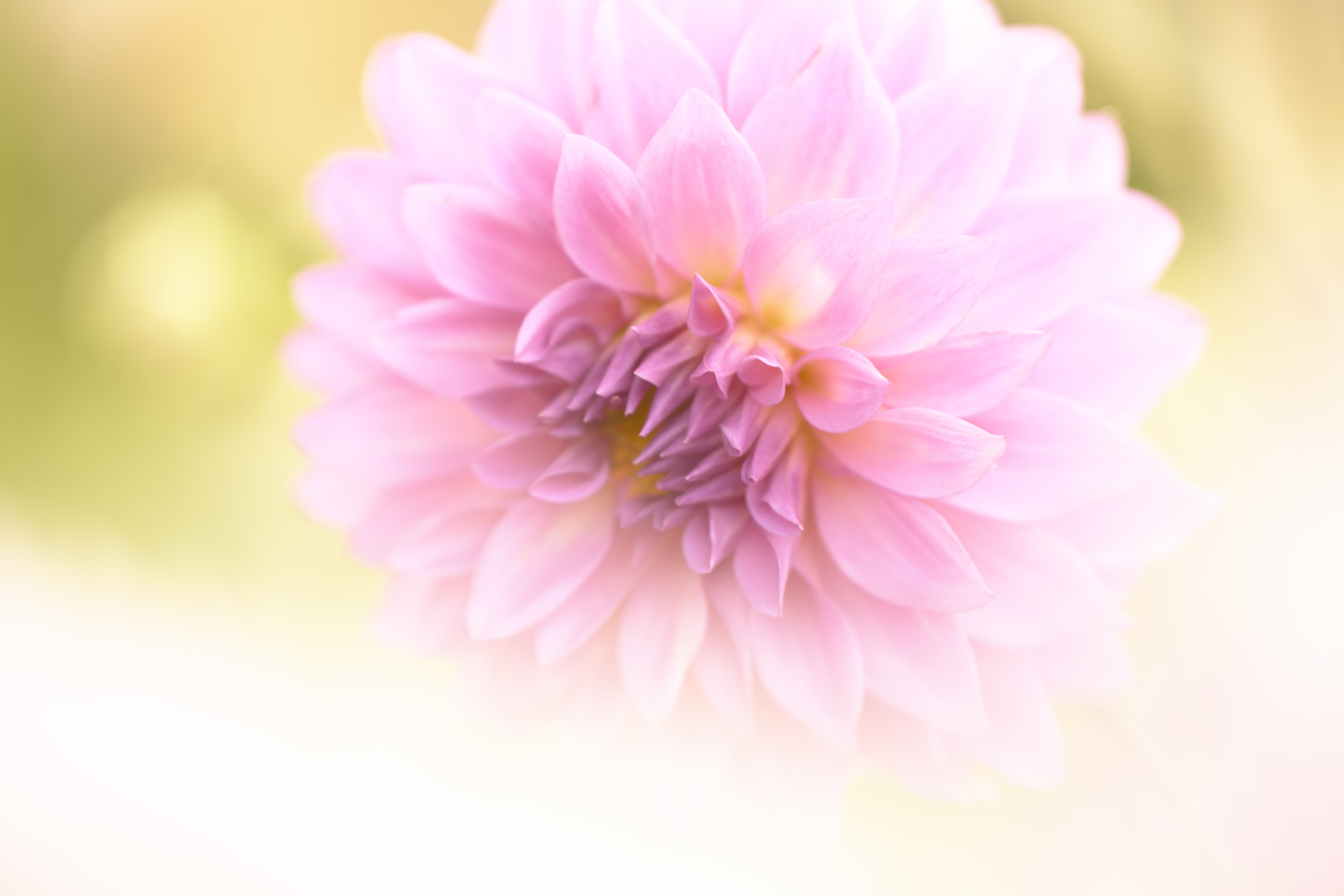 Z 7II／NIKKOR Z 70-180mm f/2.8／180mm／絞り優先AE（1/200秒、F3.2、+1.3EV）／ISO 180