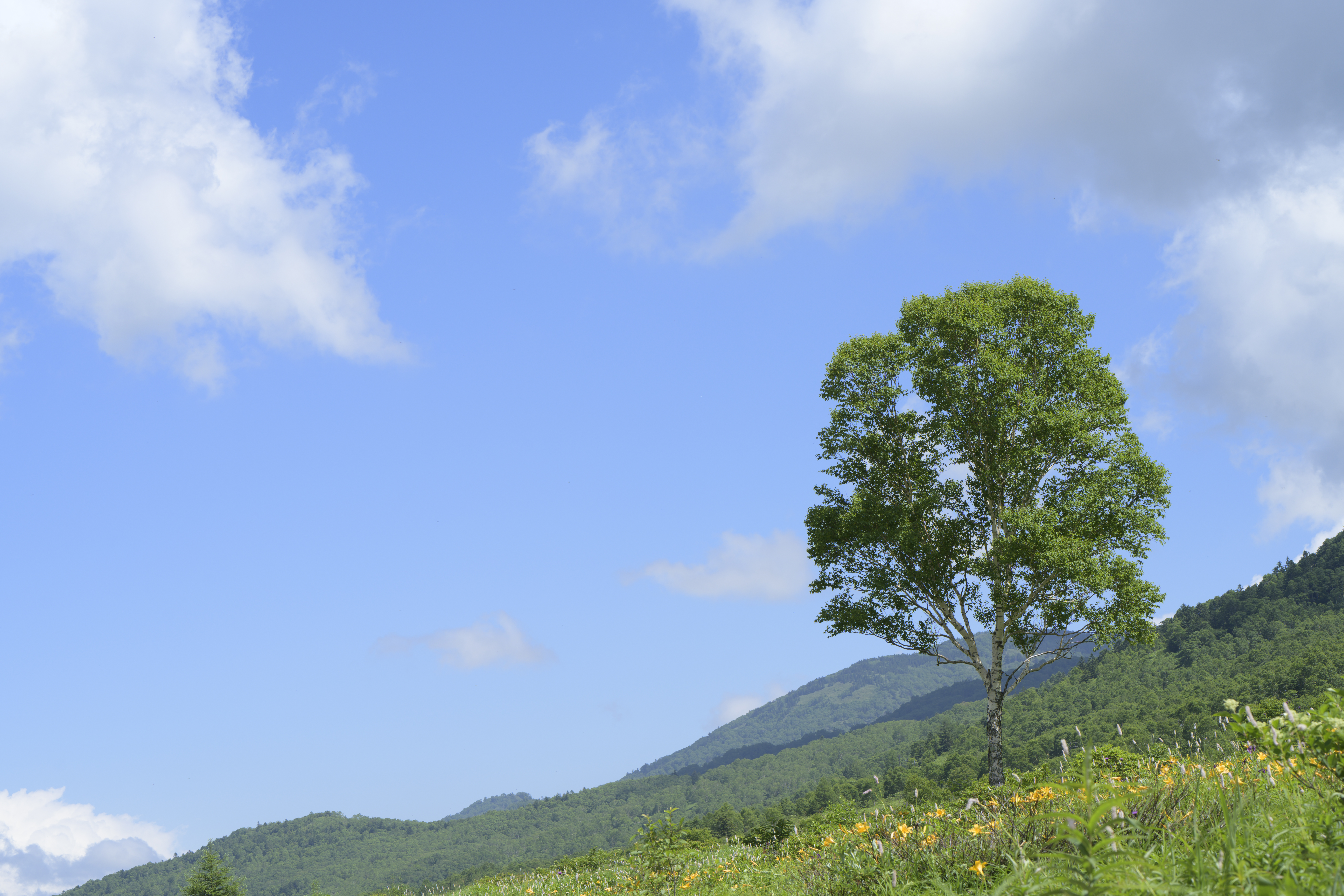 Z 7II／NIKKOR Z 70-180mm f/2.8／70mm／絞り優先AE（1/250秒、F8.0、+1.0EV）／ISO 100