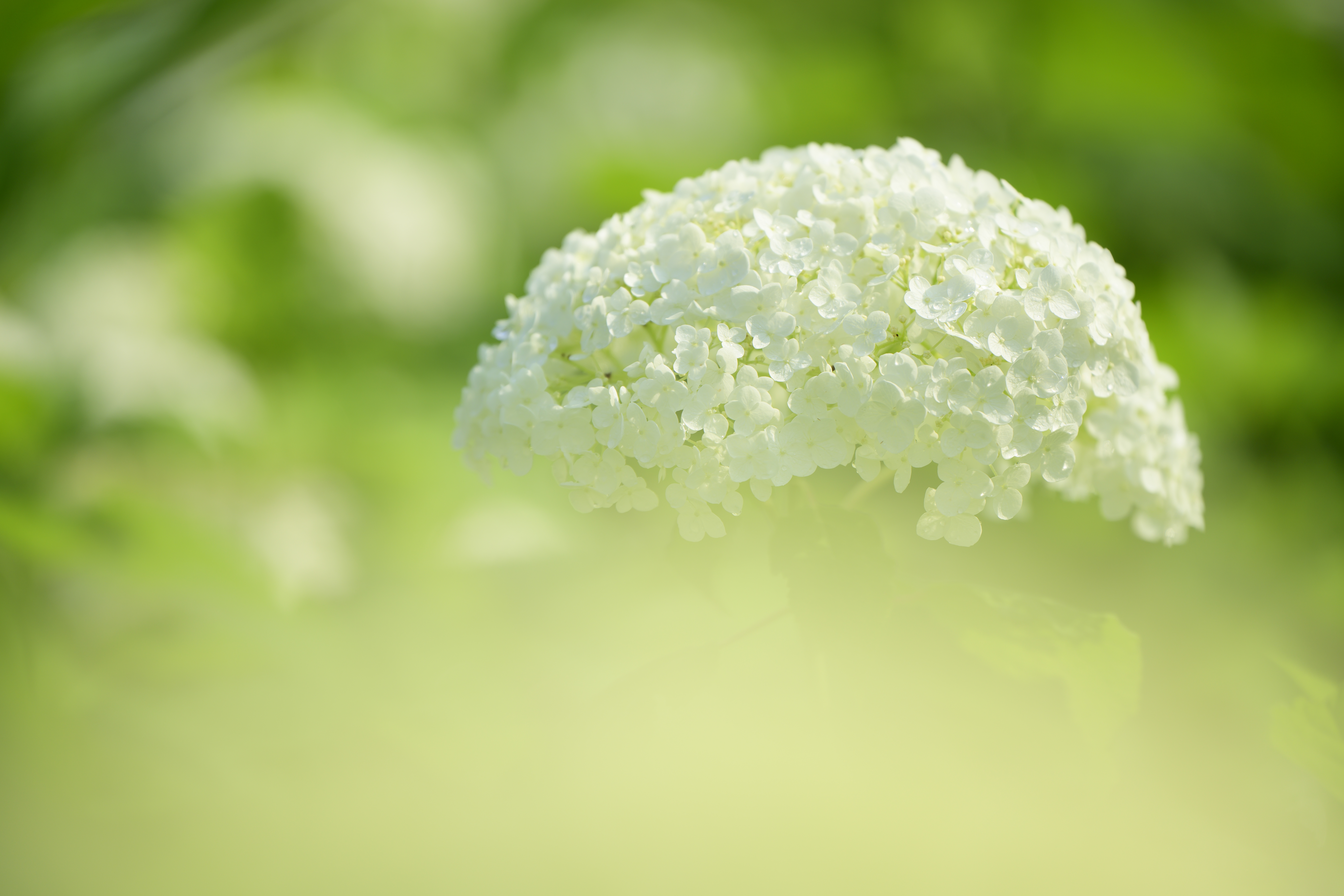 Z 7II／NIKKOR Z 70-180mm f/2.8／180mm／絞り優先AE（1/1,250秒、F2.8、+1.3EV）／ISO 100