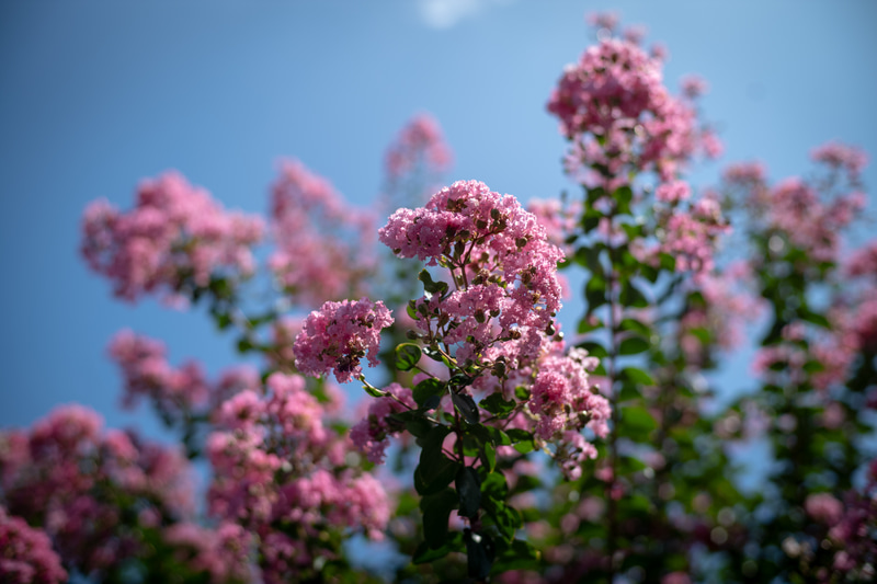 条件によってはシャドーが墨っぽい再現をすることがあります。フィルム時代からわかっておりました。絞りが開放近くでもコントラストが良い証ということでしょうか。ライカM10-Pとの相性もいいですね<br>ライカM10-P／Planar T* 50mm F1.4／マニュアル露出（F2・1/4,000秒）／ISO 100