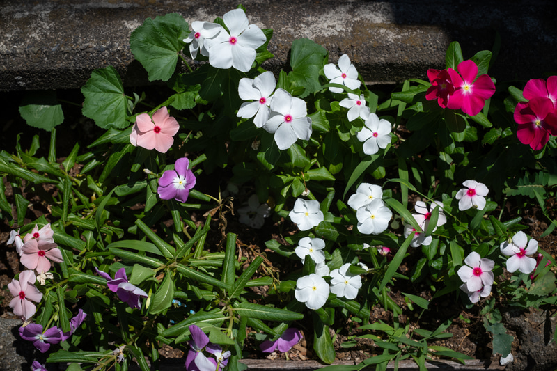 四隅が少々ケラれるようでありますが、これは仕方ないみたいですね。描写は素晴らしくいいです。どこか湿度がある感じがします<br>ライカM10-P／SMC PENTAX 50mm F1.2／マニュアル露出（F8・1/500秒）／ISO 200