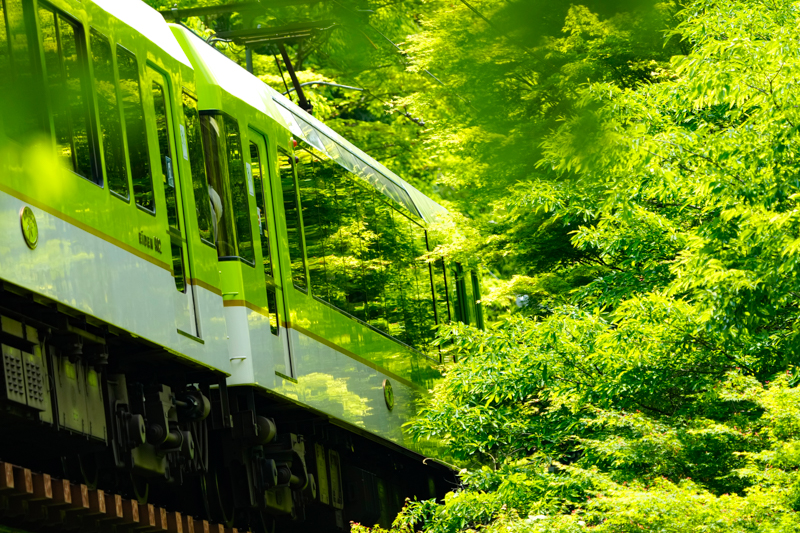 ソニーα1／FE 200-600mm F5.6-6.3 G OSS／絞り優先オート（306mm・F6.3・1/400秒）／ISO 800／WB:太陽光