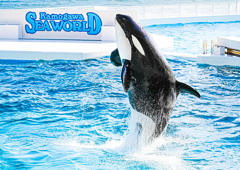 鴨川シーワールド、9月以降の「平日割引」チケットを発売。オンライン