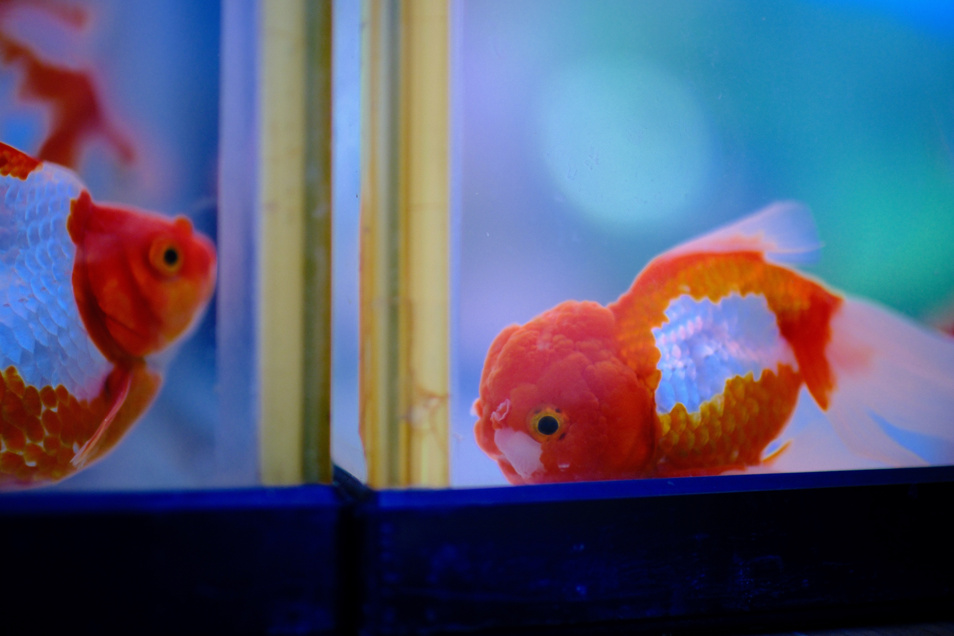 FUJIFILM X-T5／NOKTON 35mm F0.9 Aspherical／絞り優先AE（F0.9・1/1,000秒）／ISO 800