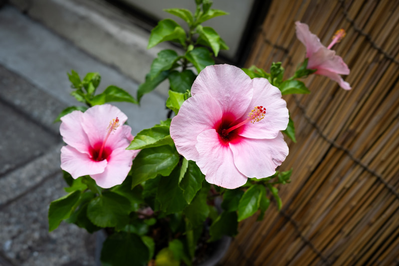 絞りを開放にしてしまうと花びらだけにしかフォーカスは合わないので、F4としてみました。バランスいいです。よしずのぼけも自然です。優秀なレンズです。<br>FUJIFILM X100V／絞り優先AE（F4・1/1,250秒）／ISO 400