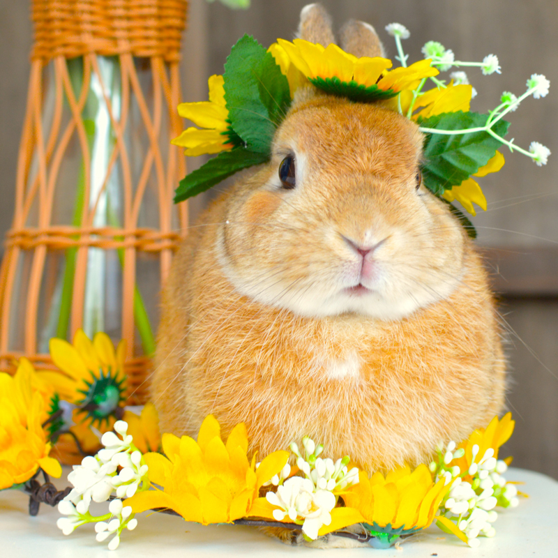 ひまわり衣装のウサギとの撮影イベントも