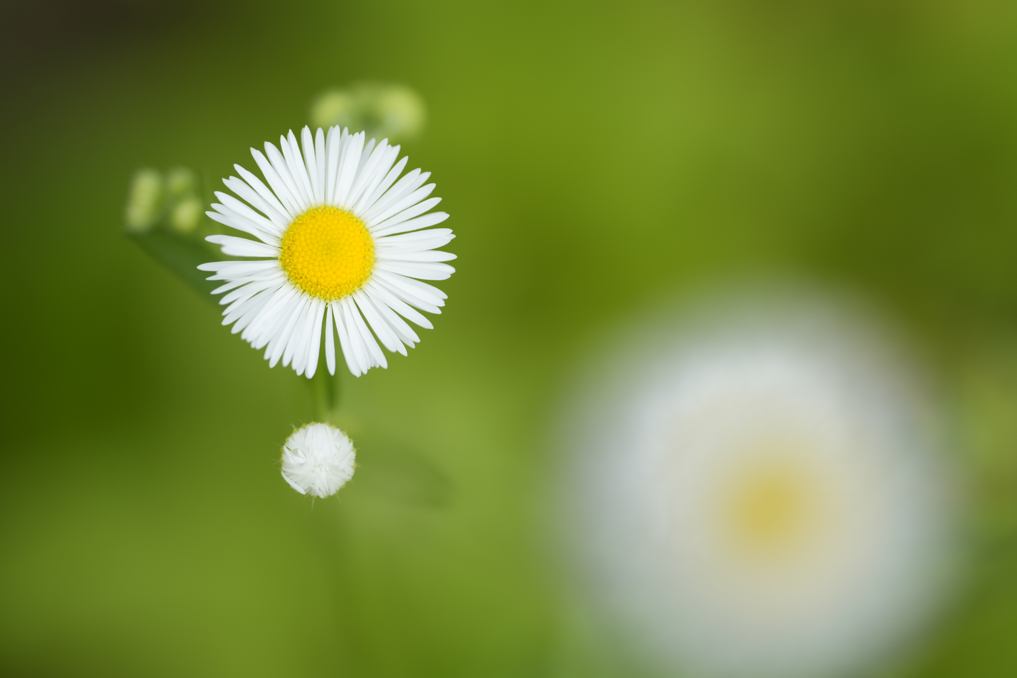 α7R V／FE 70-200mm F4 Macro G OSS II／200mm／絞り優先AE（1/250秒、F4.0、＋1.0EV）／ISO 125