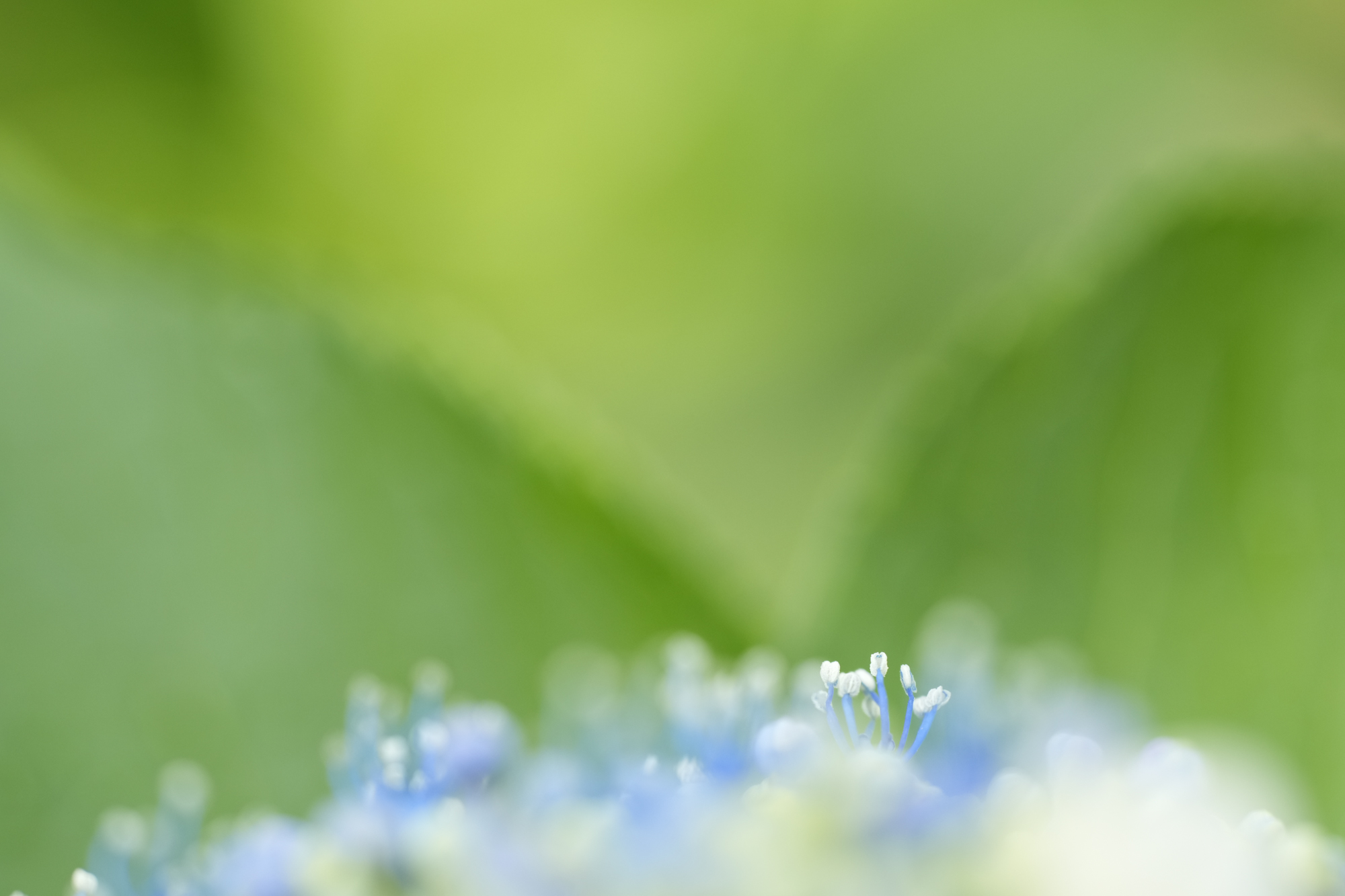 α7R V／FE 70-200mm F4 Macro G OSS II／200mm／絞り優先AE（1/250秒、F4.0、＋0.7EV）／ISO 800