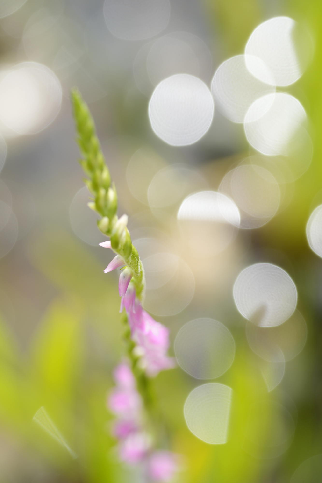 α7R V／FE 70-200mm F4 Macro G OSS II／100mm／絞り優先AE（1/200秒、F4.0、＋1.0EV）／ISO 100