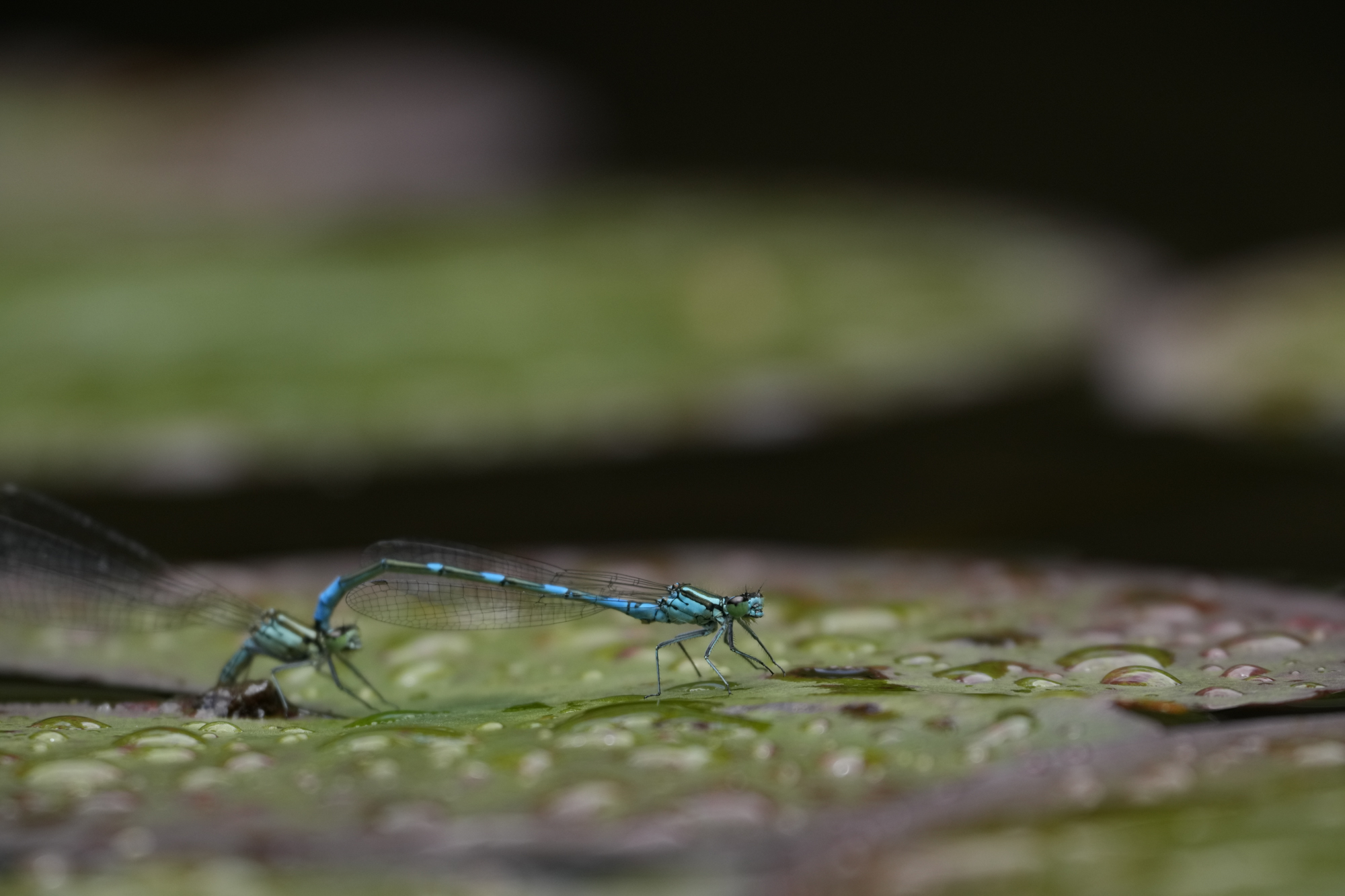 α7R V／FE 70-200mm F4 Macro G OSS II＋2X Teleconvertor／400mm／絞り優先AE（1/500秒、F8.0、−0.7EV）／ISO 800