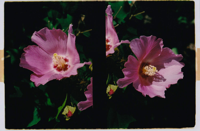 同一画面に花を複数入れてもなんだかつまらないので、気に入った花がうまく並ぶように撮りわけしてみたわけです<br>KONICA FT-1 PRO HALF／Zoom-HEXANON AR 35-70mm F3.5（シャッター速度優先AE・1/500秒）／フジカラーPREMIUM 400