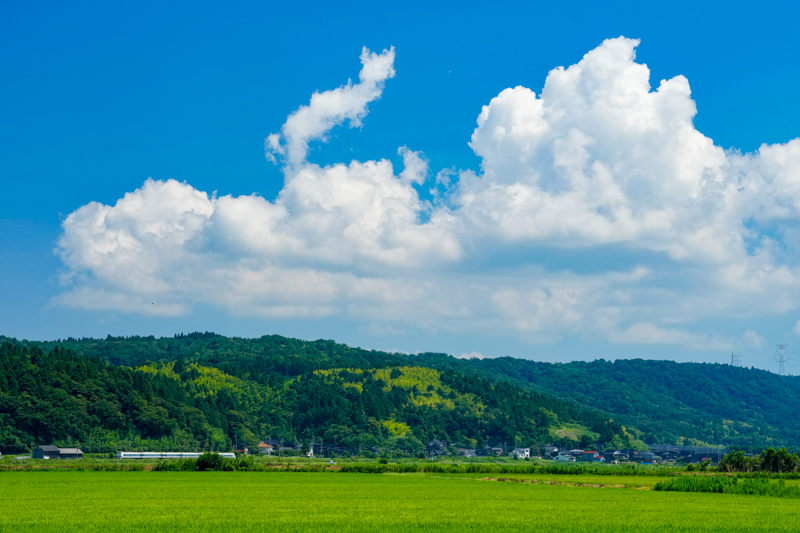 ソニーα1／FE 70-200mm F2.8 GM OSS II／絞り優先オート（114mm・F11・1/500秒）／ISO 800／WB:太陽光