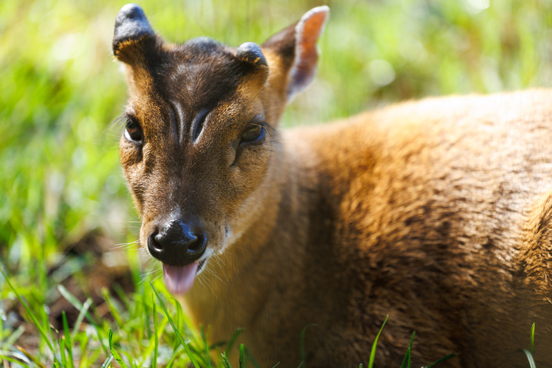 「八丈島のキョン」は植物公園の檻の中だけで見られる。200mmの望遠域を使用して檻を前ボケで隠した。被写体検出AFの「動物優先」でフレーミングだけに集中して撮影できる<br><span class="fnt-85">EOS R8／RF70-200mm F4 L IS USM／200mm／絞り優先AE（F4、1/50秒、－0.7EV）／ISO 100／WB：オート</span>