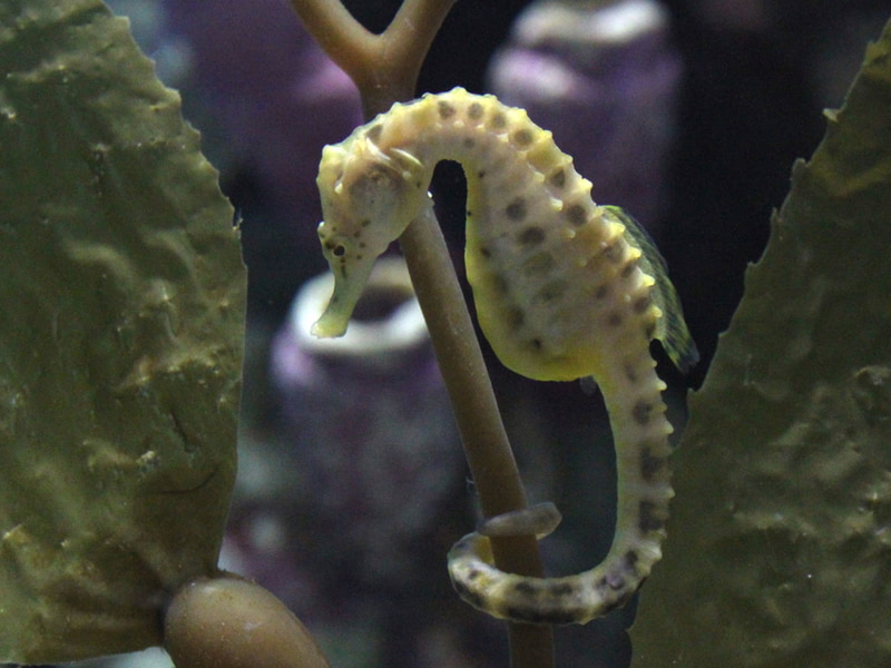 ポットベリーシーホース