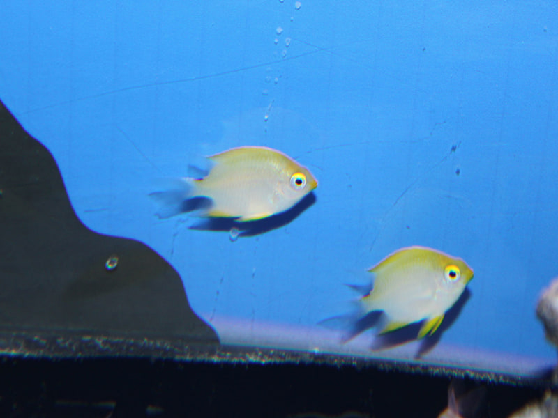 ヤマブキスズメダイ