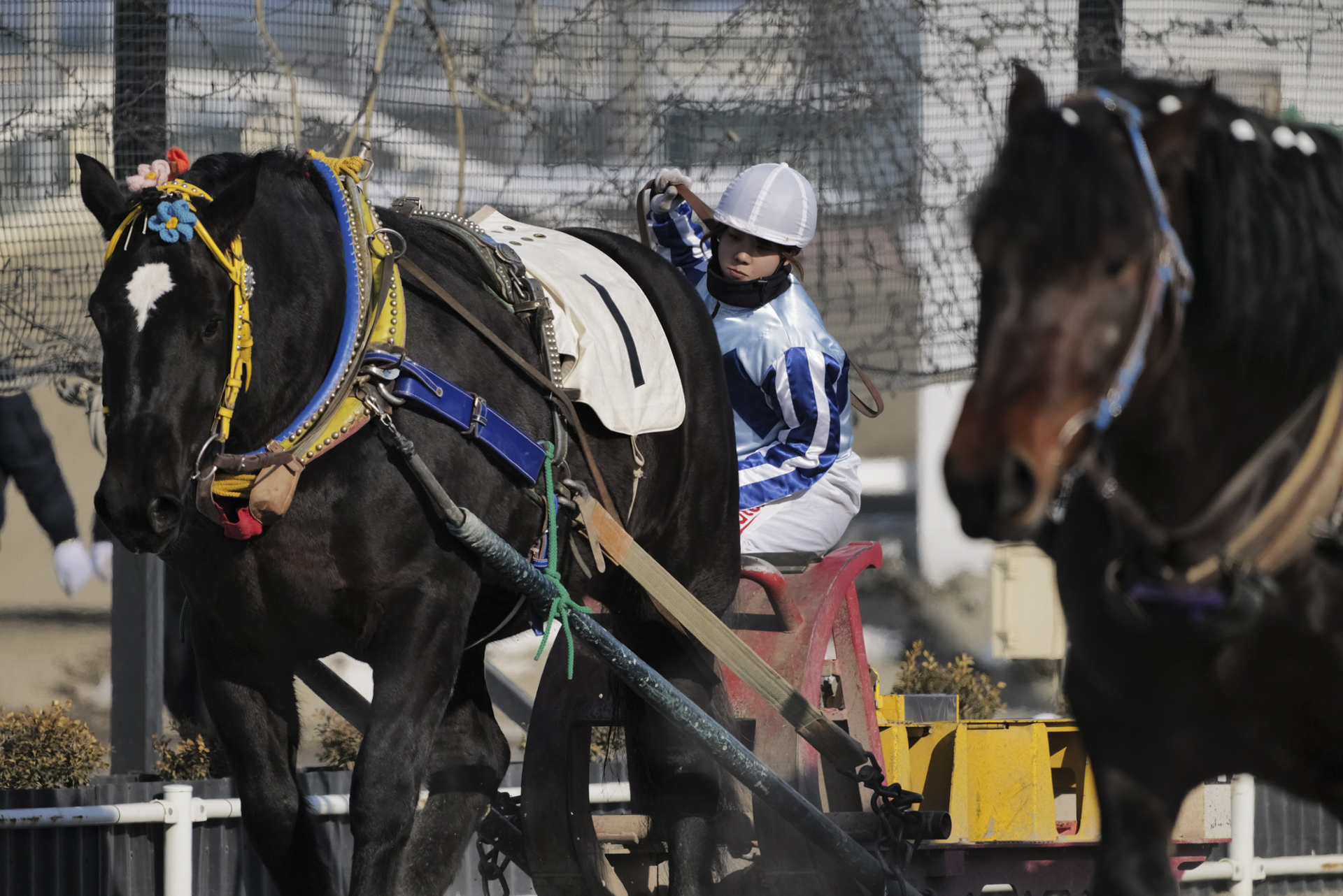 <span class="fnt-85">ライカSL2／SIGMA 60-600mm F4.5-6.3 DG DN OS｜Sports 023／絞り優先AE（F7.1、1/2,000秒、±0.0EV）／ISO 400</span>