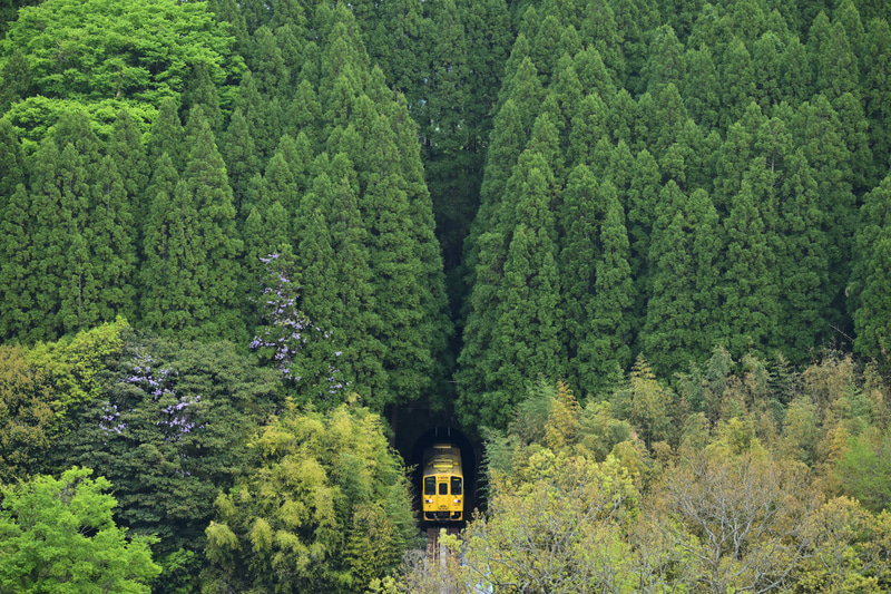 手前の木がなるべく黄色い列車にかからないようにLM-404CL+GC-404Cのハイアングルを活用。森の中から鮮やかな黄色のキハ125形が顔を出した<br><span class="fnt-85">Nikon Z 8／NIKKOR Z 100-400mm f/4.5-5.6 VR S／170mm／マニュアル露出（F5.6、1/400秒）／ISO 1600／WB：晴天</span>
