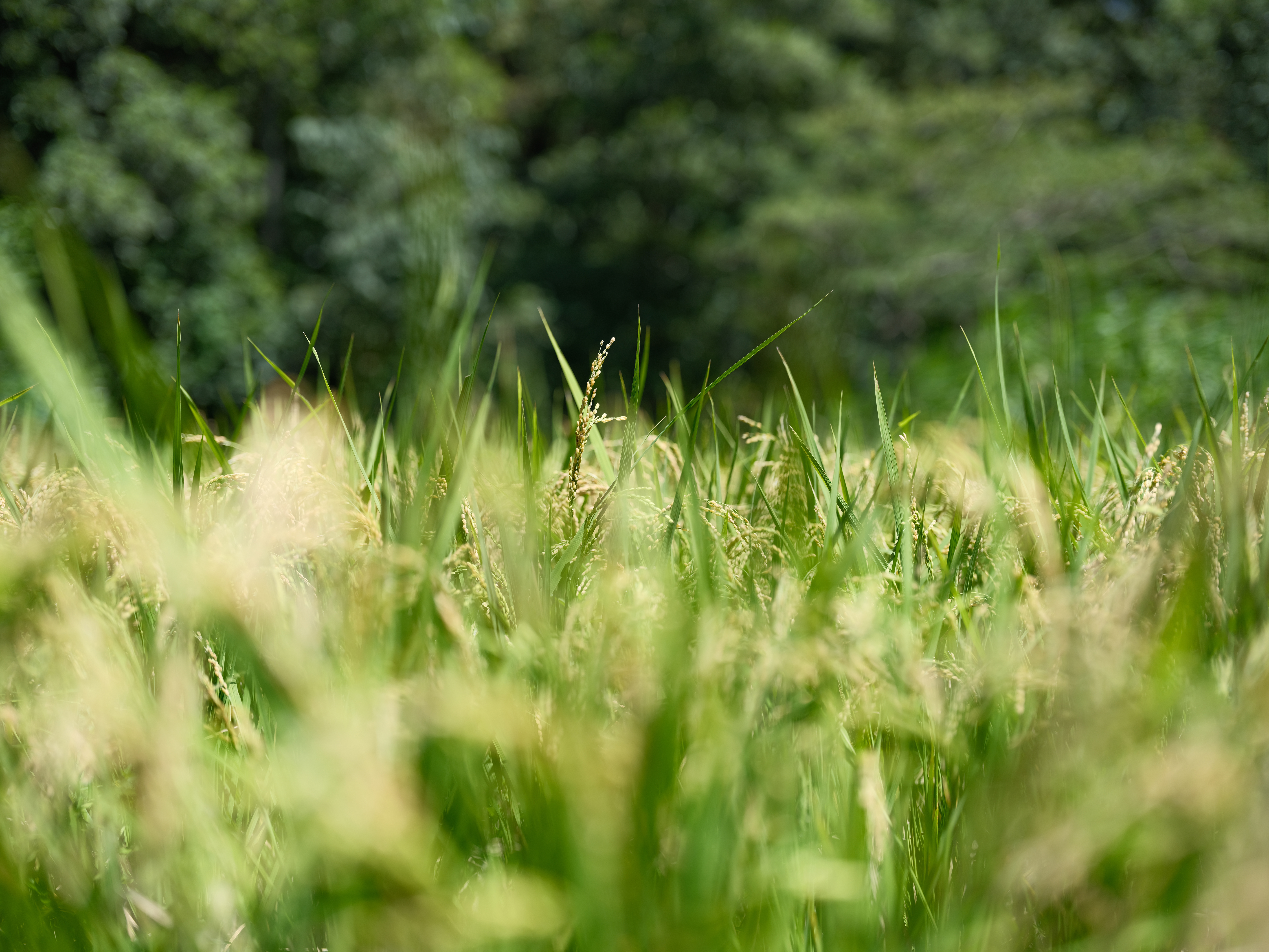 GFX100 II／GF55mmF1.7 R WR／55mm（44mm相当）／絞り優先AE（1/4,000秒・F2）／ISO 160／WB：オート／PROVIA/スタンダード