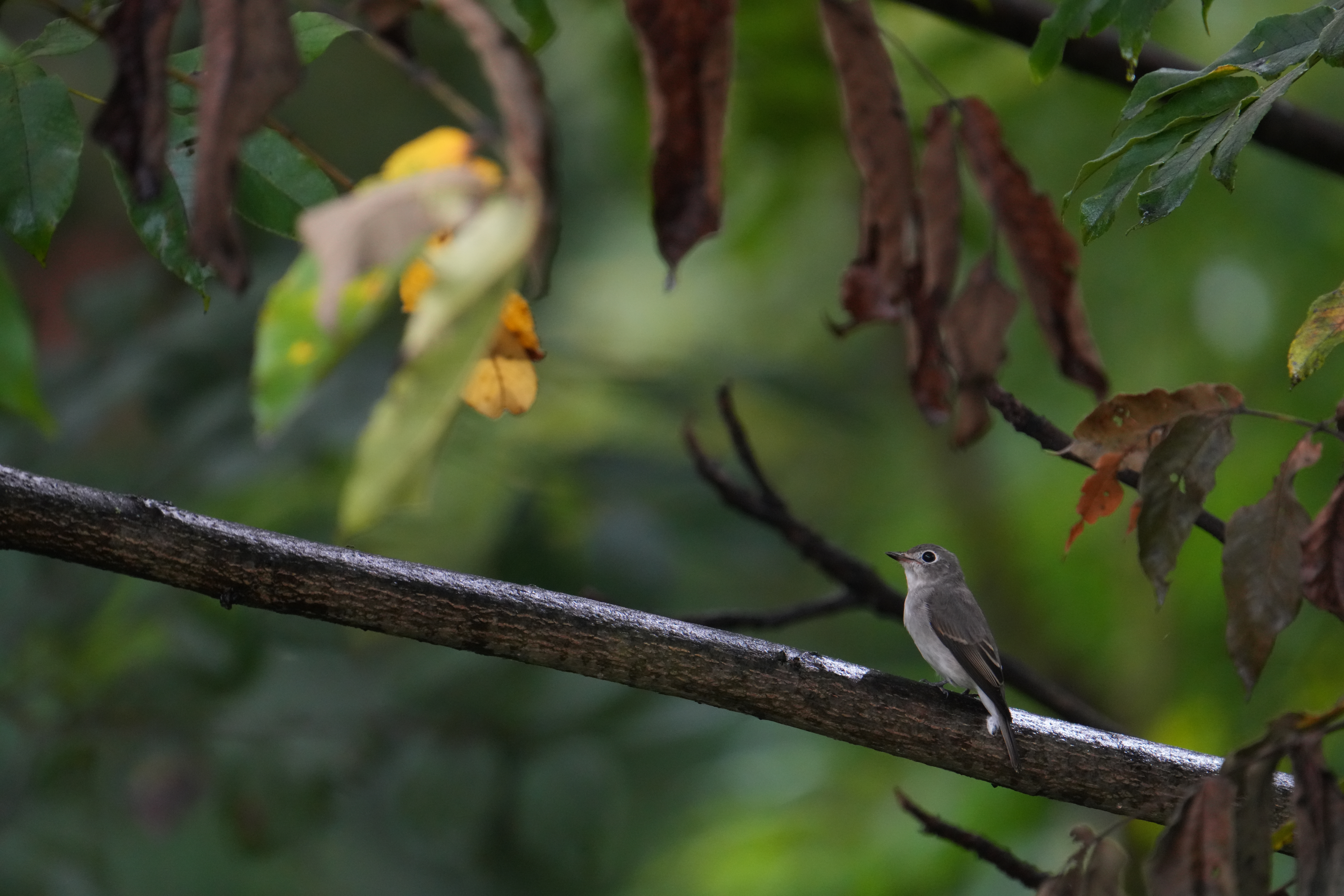 スポットLなどでざっくりと場所を指定した場合、木々の隙間の小鳥でもしっかり認識してくれた<br><span class="fnt-85">α7CR／FE 200-600mm F5.6-6.3 G OSS＋SEL14TC（x1.4テレコンバーター）／840mm／シャッター優先AE（1/640秒・F9・-1.0EV）／ISO 4000／WB：オート</span>