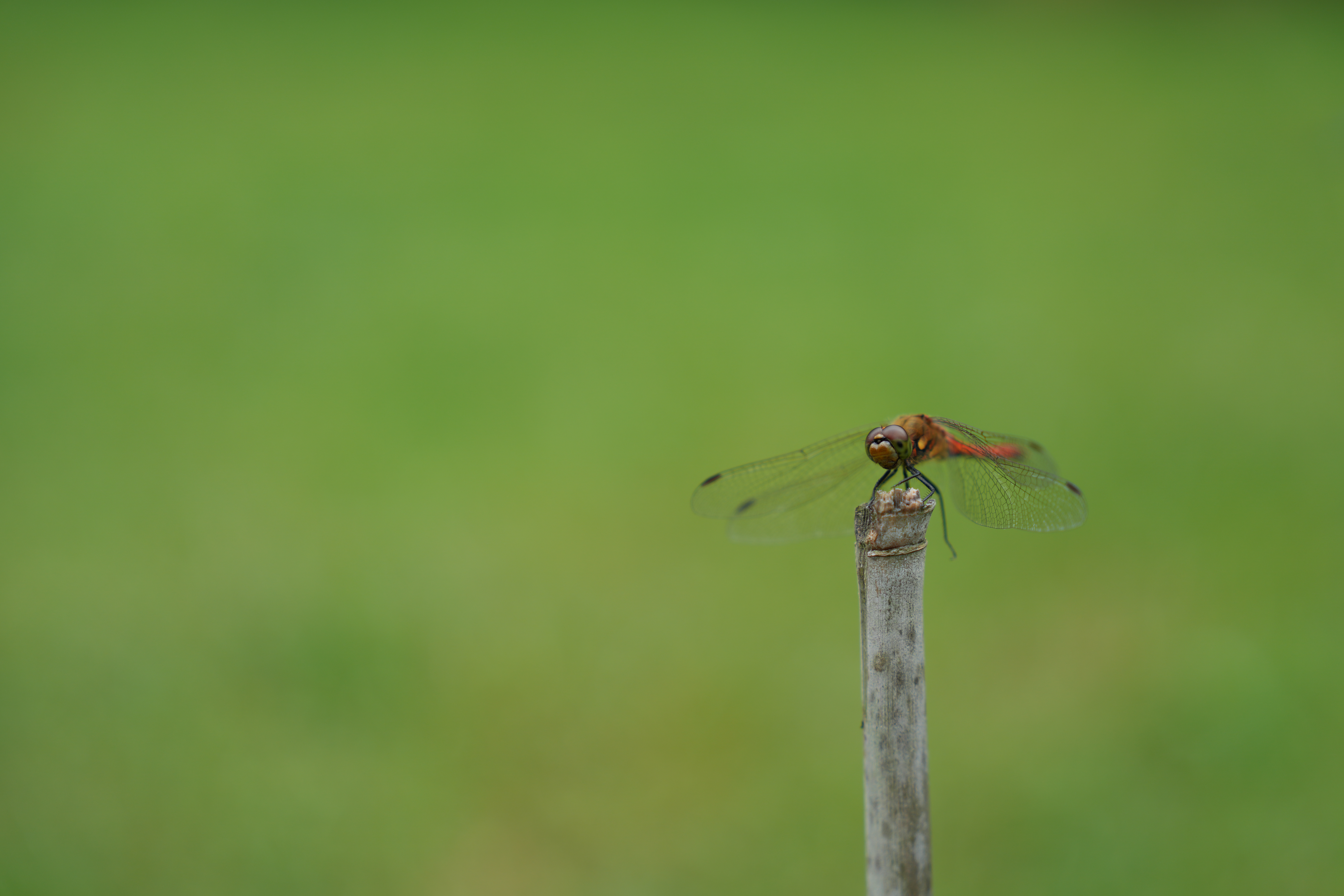 トンボの認識はこのくらいのサイズ感だとかなりの精度で頭部を検出してくれた<br><span class="fnt-85">α7CR／FE 70-200mm F2.8 GM OSS II／70mm／絞り優先AE（1/400秒・F2.8・±0EV）／ISO 100／WB：オート</span>