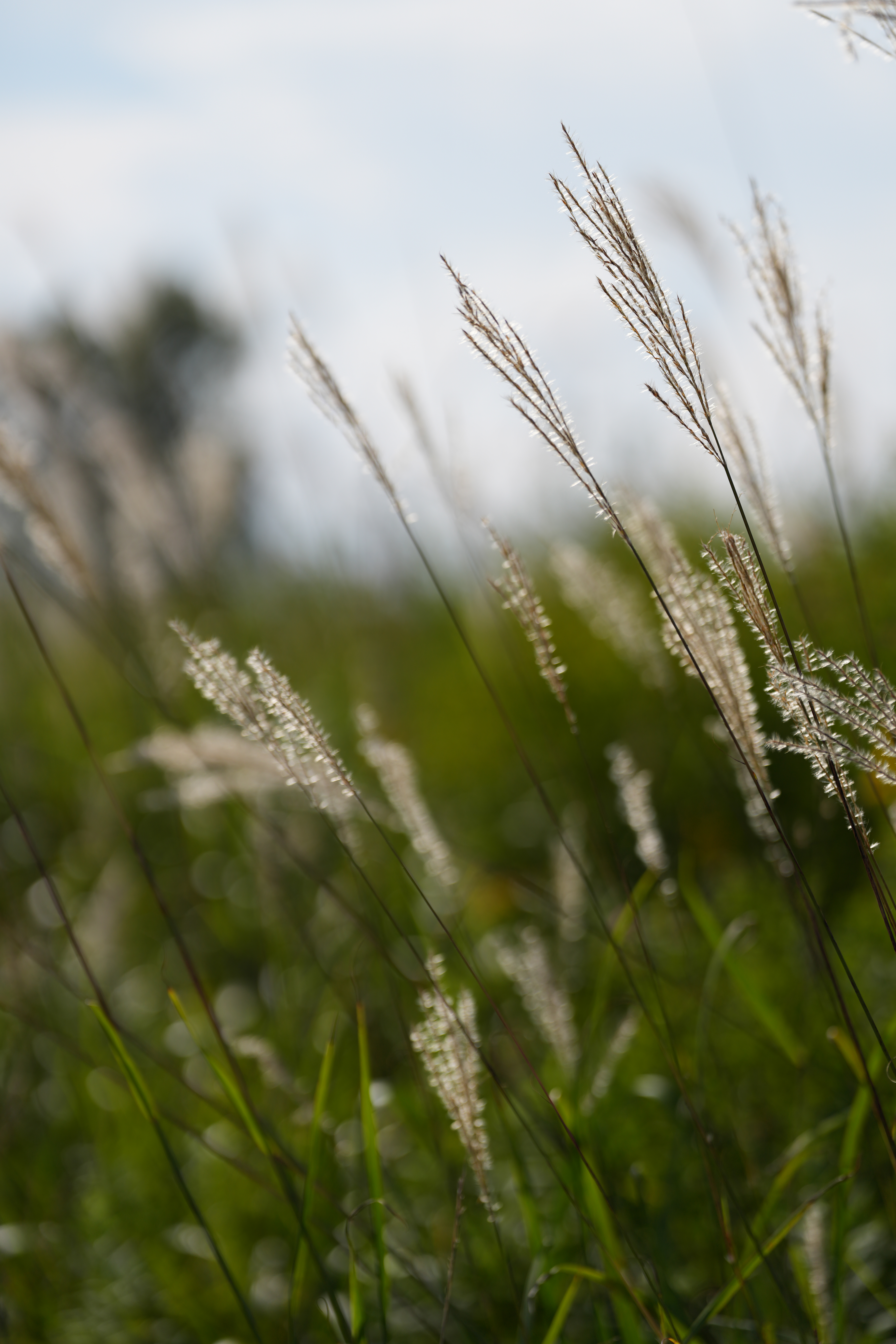 こういうシーンで浅い被写界深度で狙おうとすると、風の影響が大きいが、穂先を狙ってトラッキングしてくれるためピントOK率がかなり高くなる<br><span class="fnt-85">α7CR／FE 70-200mm F2.8 GM OSS II／139mm／絞り優先AE（1/4,000秒・F2.8・±0EV）／ISO 100／WB：オート</span>