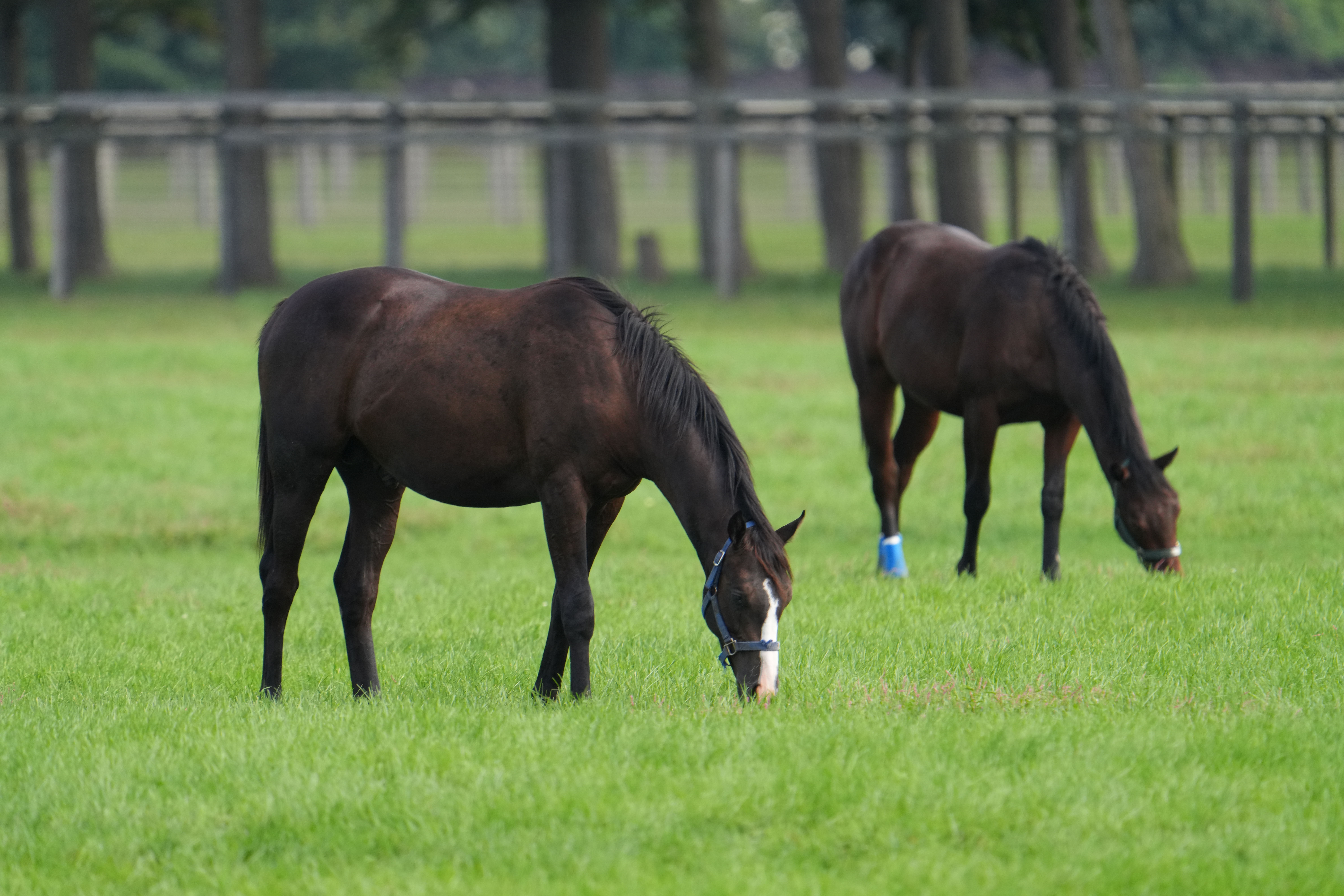 このくらい毛が黒い馬でもしっかり瞳を認識してくれる精度があった<br><span class="fnt-85">α7CR／FE 200-600mm F5.6-6.3 G OSS＋SEL14TC（x1.4テレコンバーター）／840mm／絞り優先AE（1/500秒・F9・±0EV）／ISO 1000／WB：オート</span>